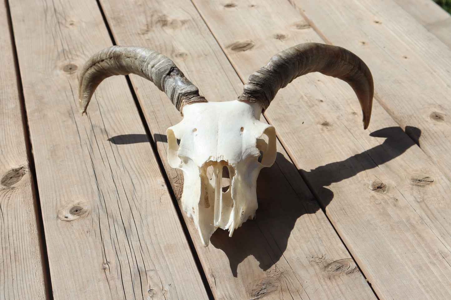 Icelandic Skull - Olive