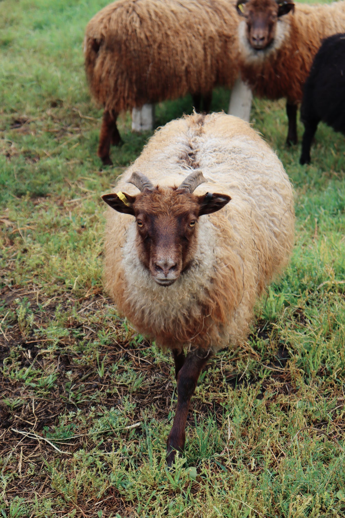 SponsorSHEEP 2026-2027