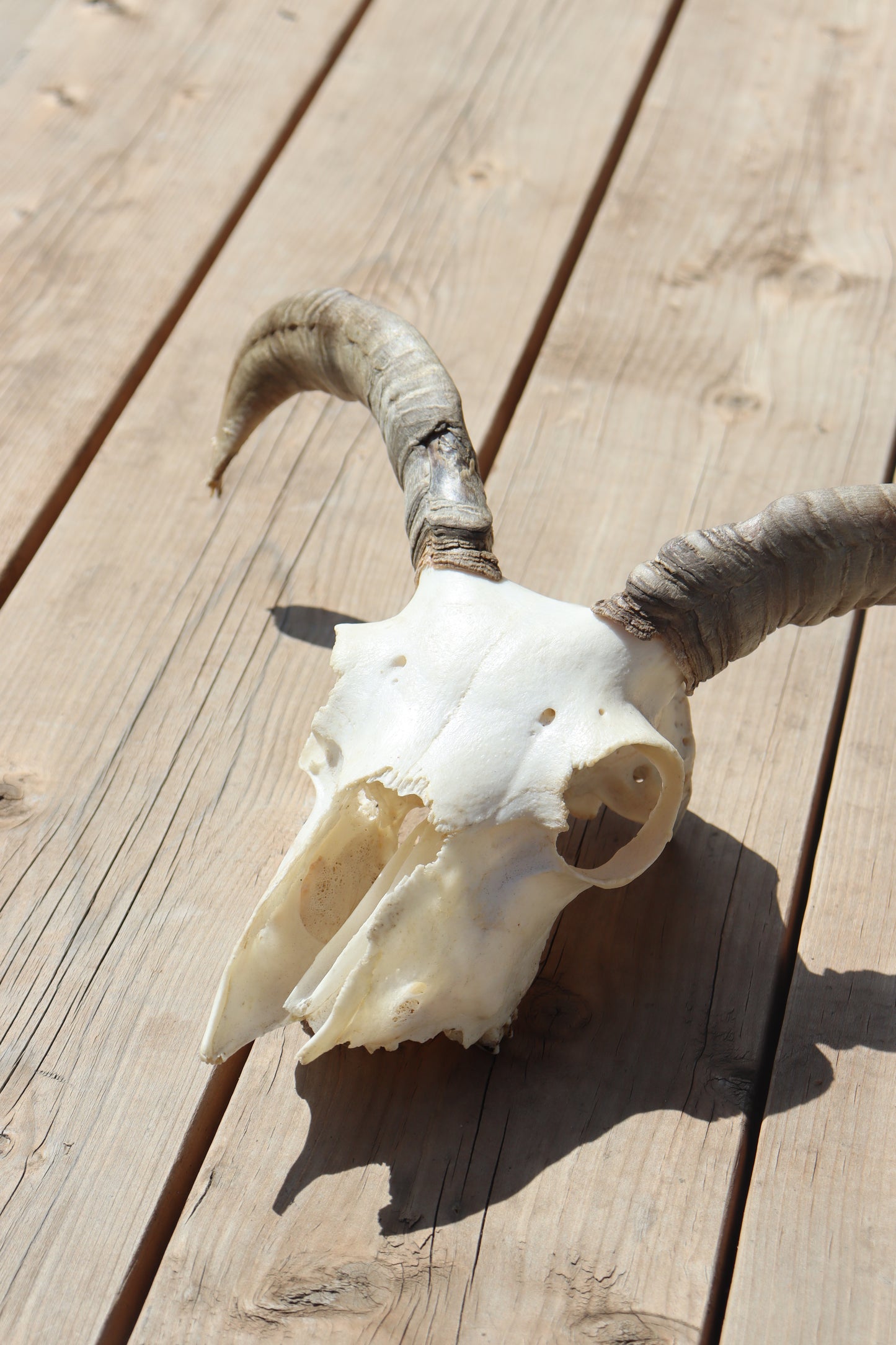 Icelandic Skull - Olive