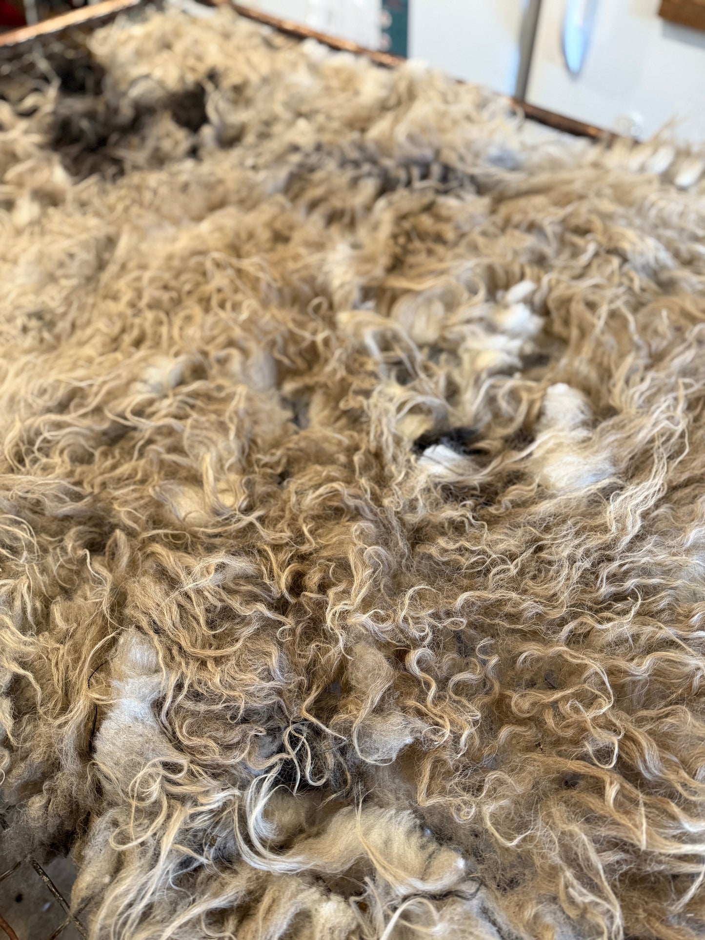 Icelandic Fall 2025 Fleece - “Badger”