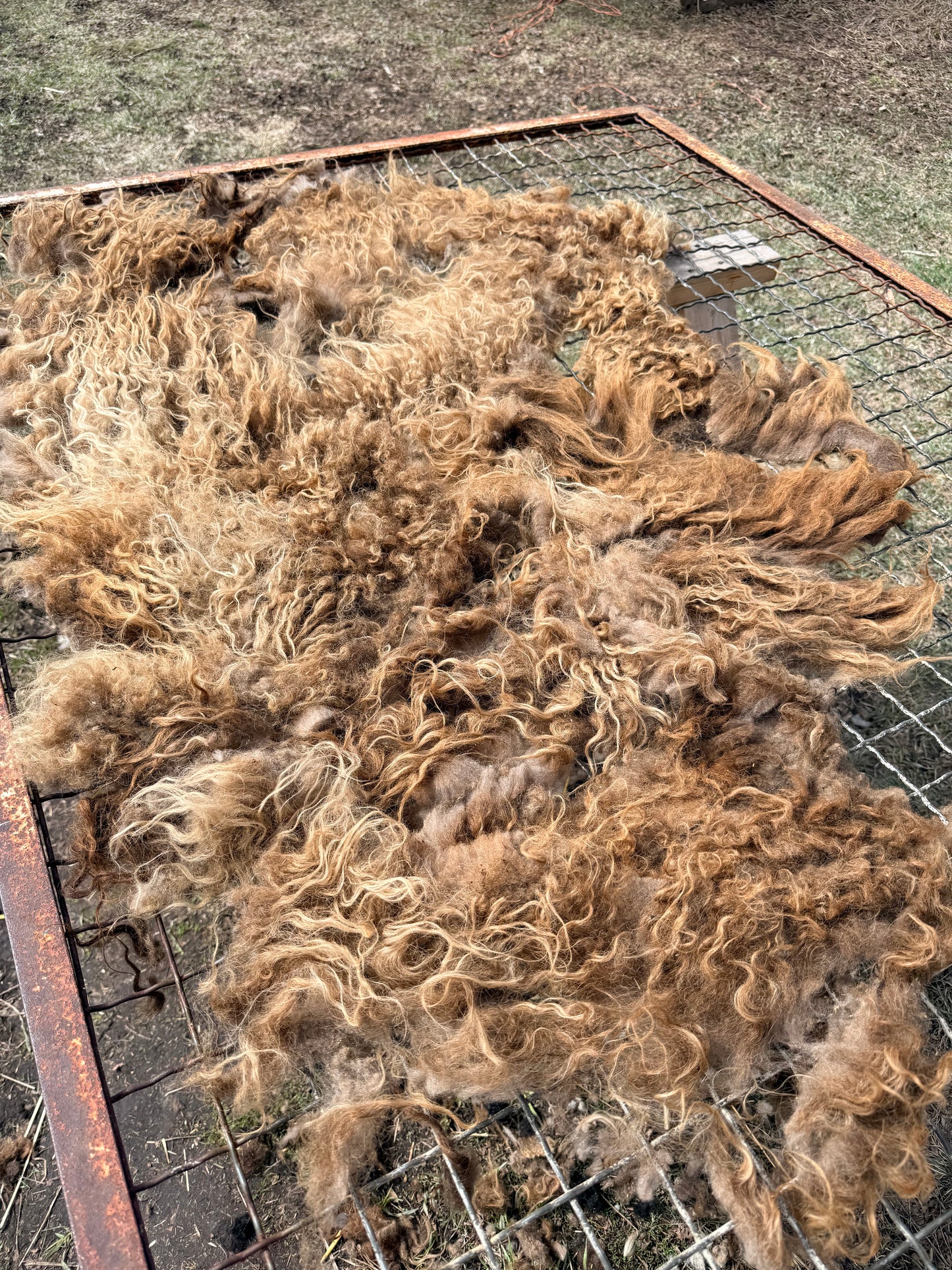 Spring 26’ Icelandic Fleece - “Greta”
