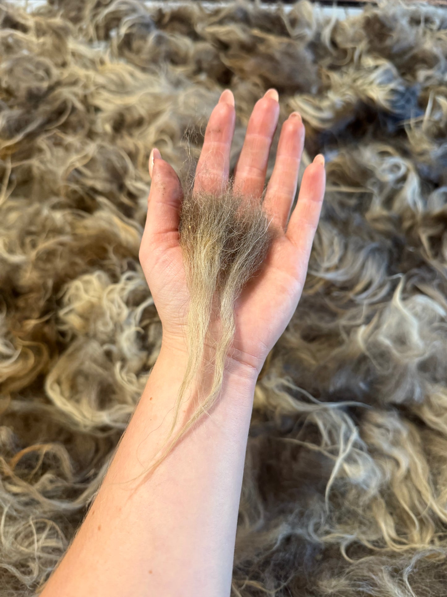 Icelandic Fall 2025 Fleece - “Inrama”