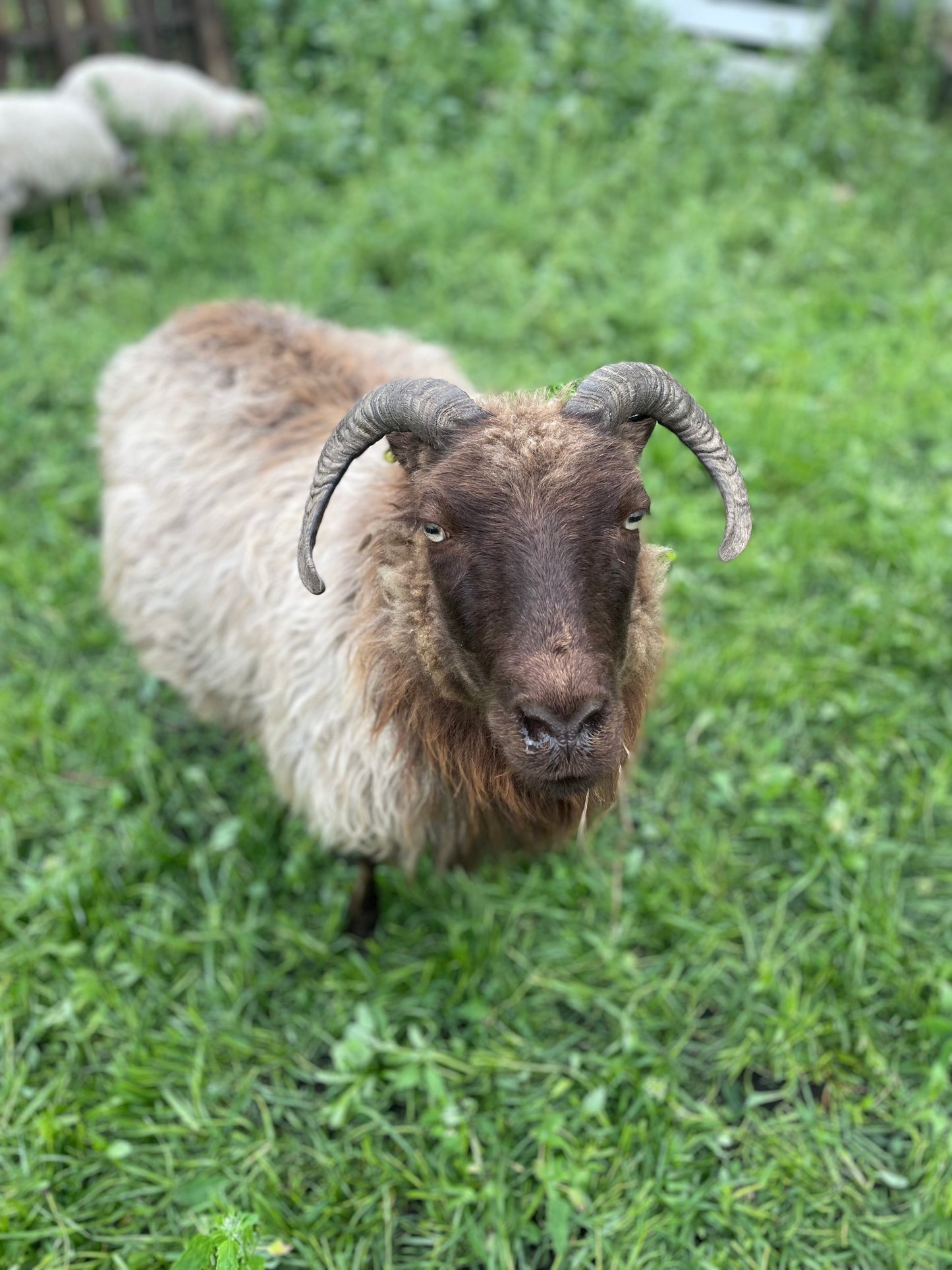 Icelandic Fall 2025 Fleece - “Annie”