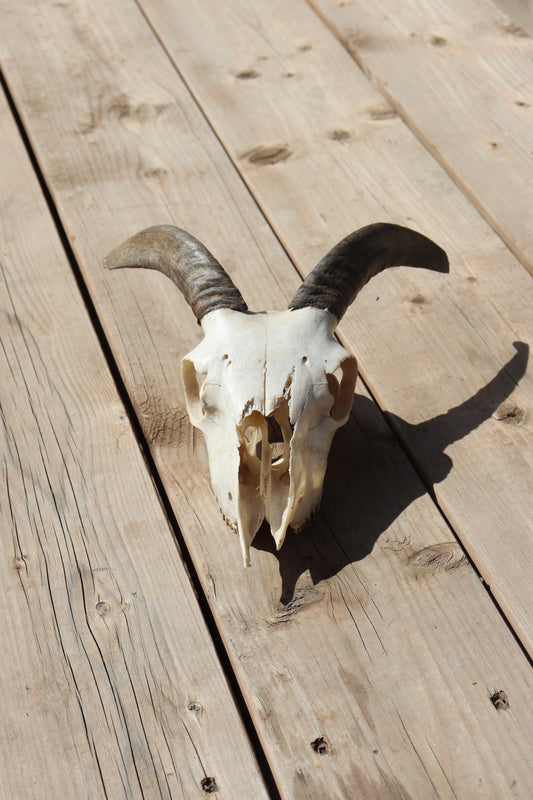 Icelandic Skull - Helga