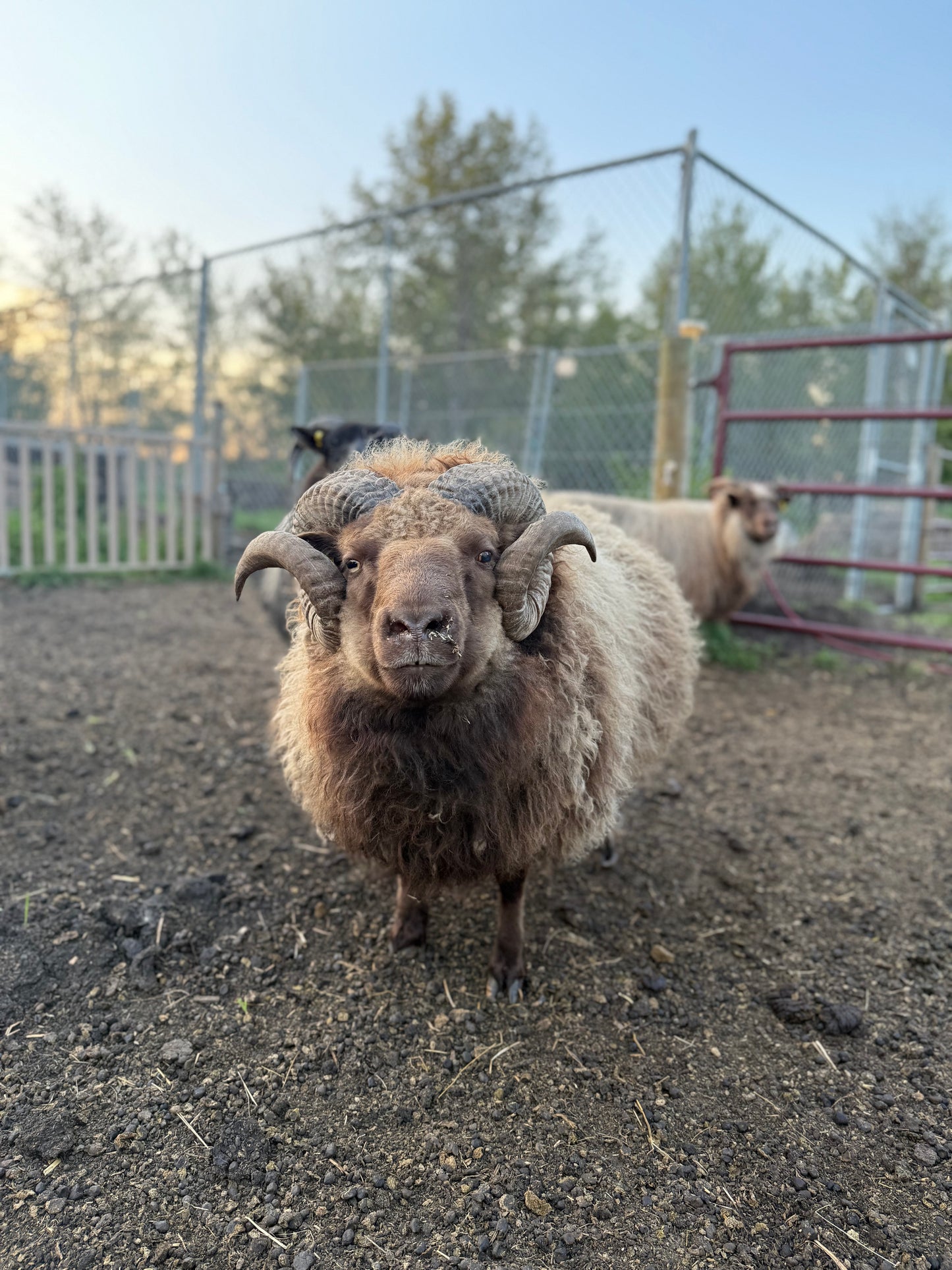 Lamb Reservations 2026