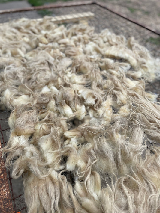 Navajo Churro Fleece - Sunshine