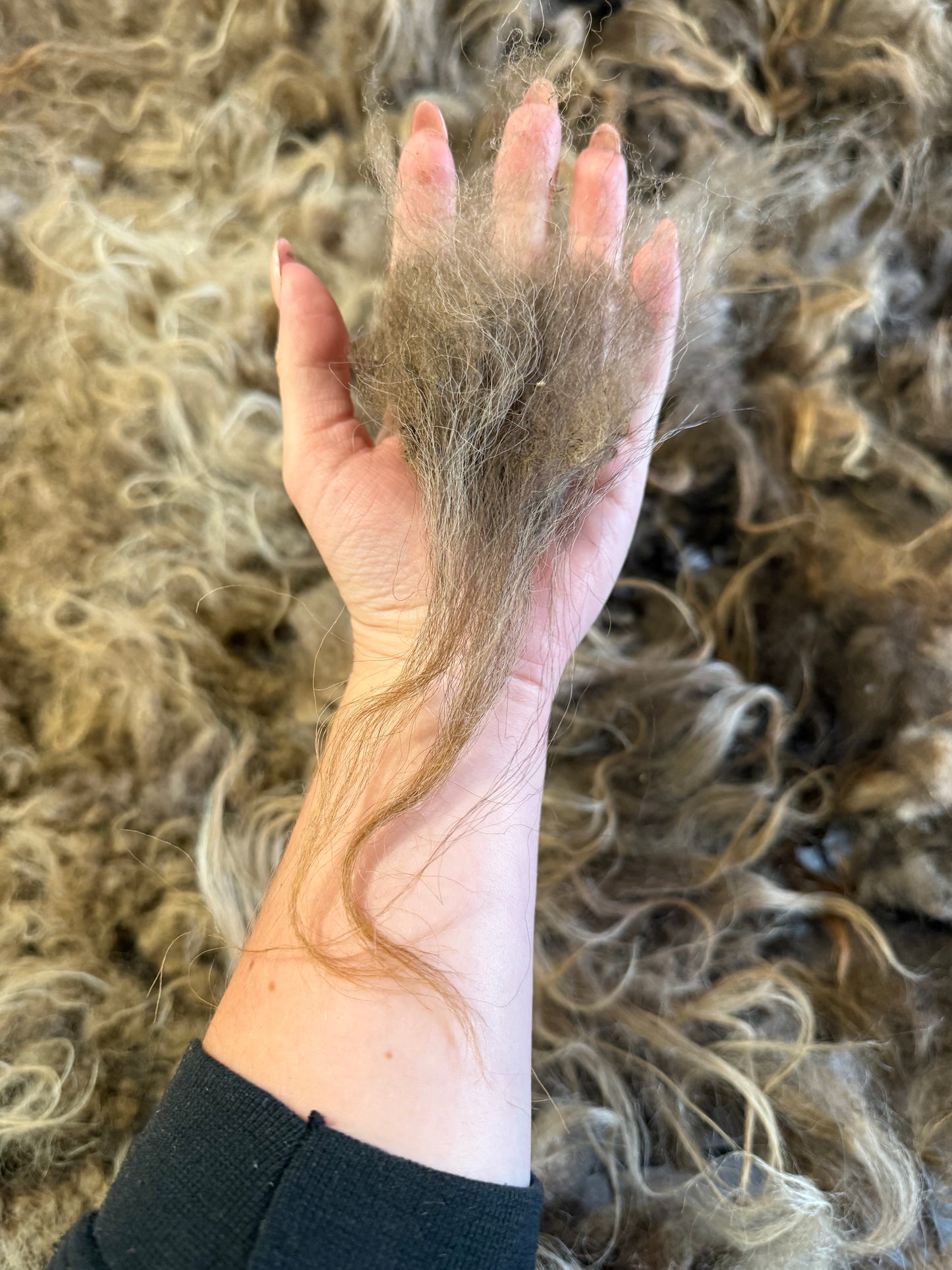 Icelandic Fall 2025 Fleece - “Andi”