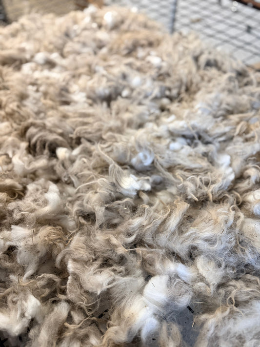 Icelandic x Navajo Churro Lamb Fall 2025 Fleece - “Ian”