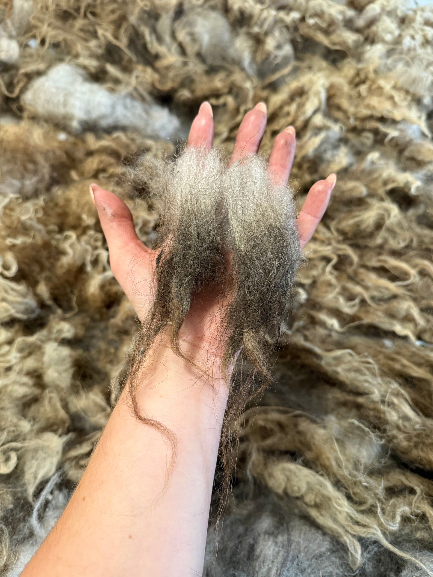 Icelandic Fall 2025 Fleece - “Ragnar”