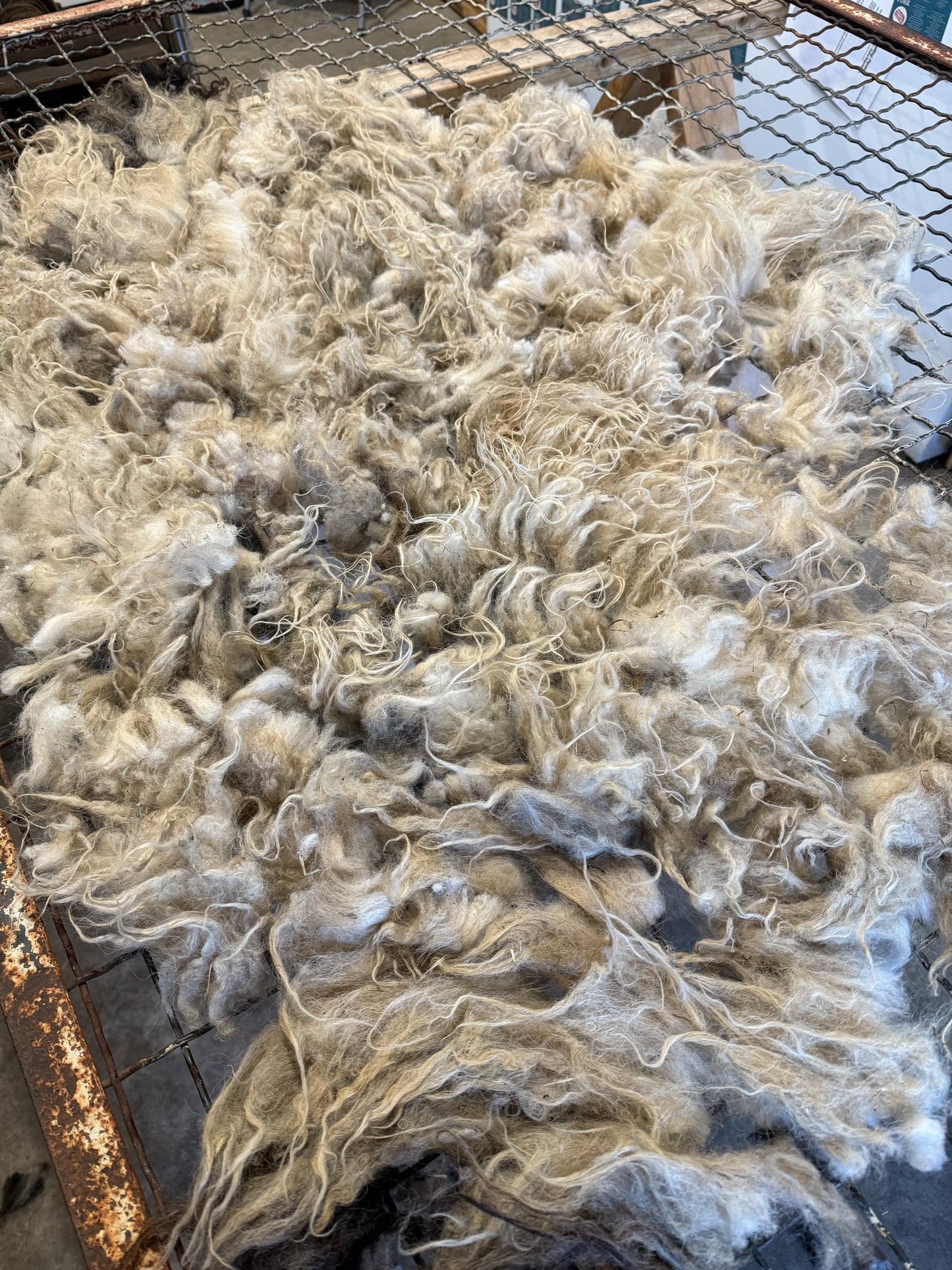 Icelandic Lamb Fall 2025 Fleece - “Gunnar”