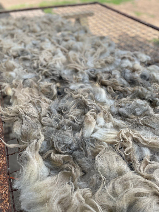 Navajo Churro Fleece - Rosie