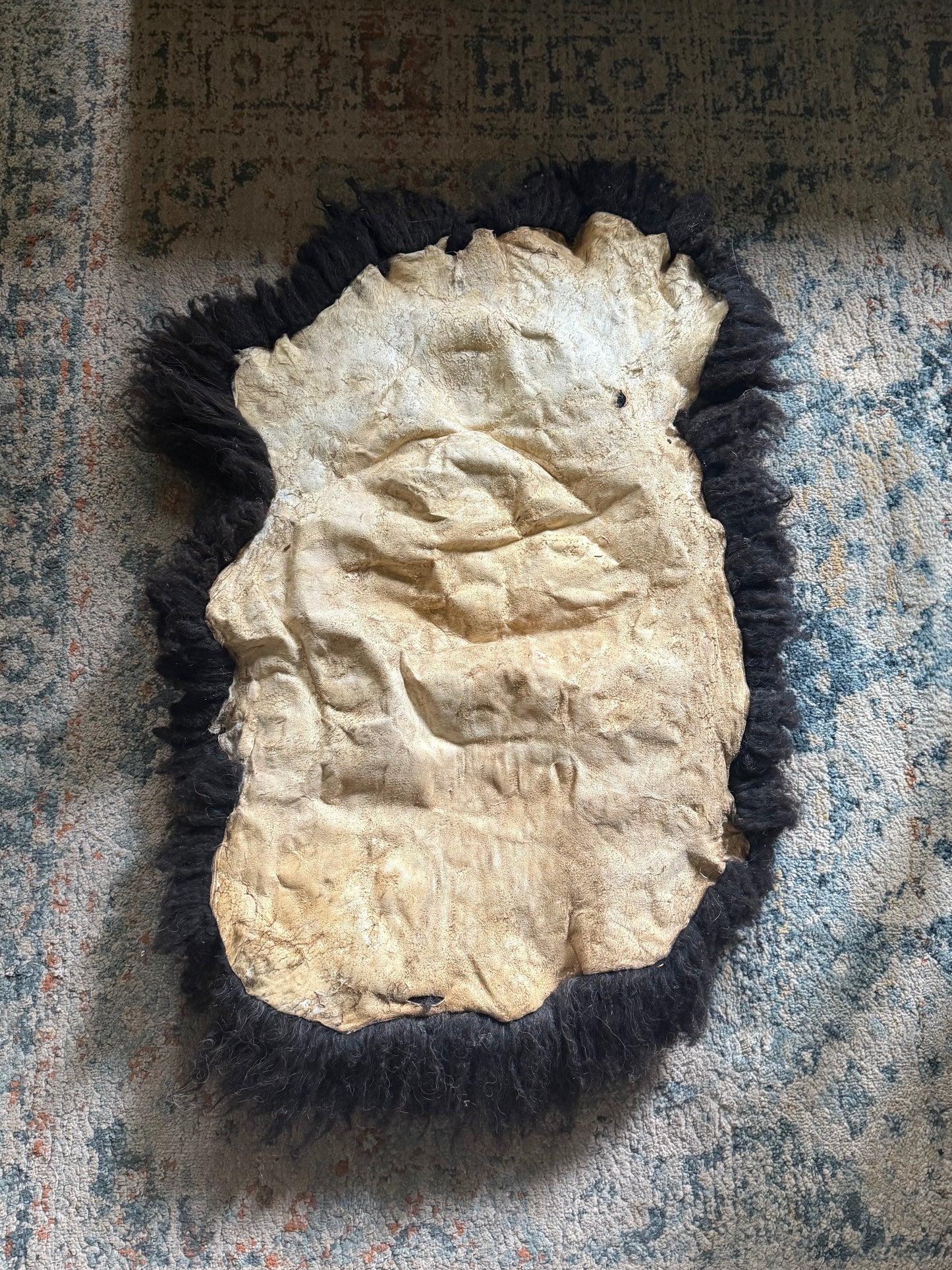 Navajo Churro x Icelandic Hide - “Skye”