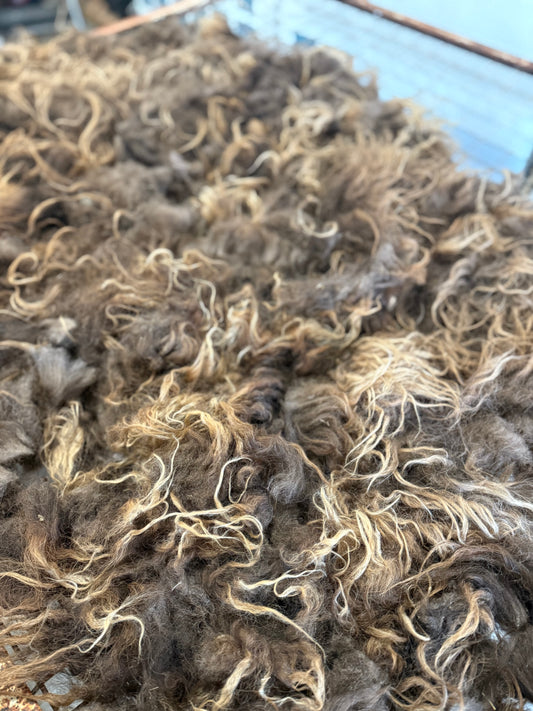 Icelandic Fall 2025 Fleece - “Greta”