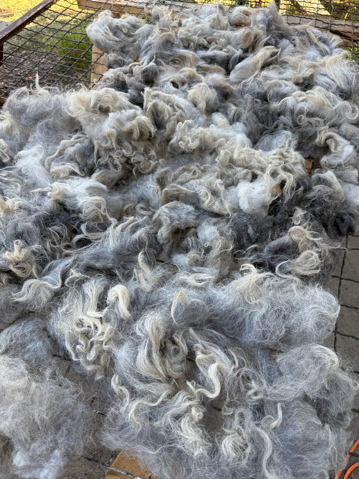 Navajo Churro Fleece - Rowan