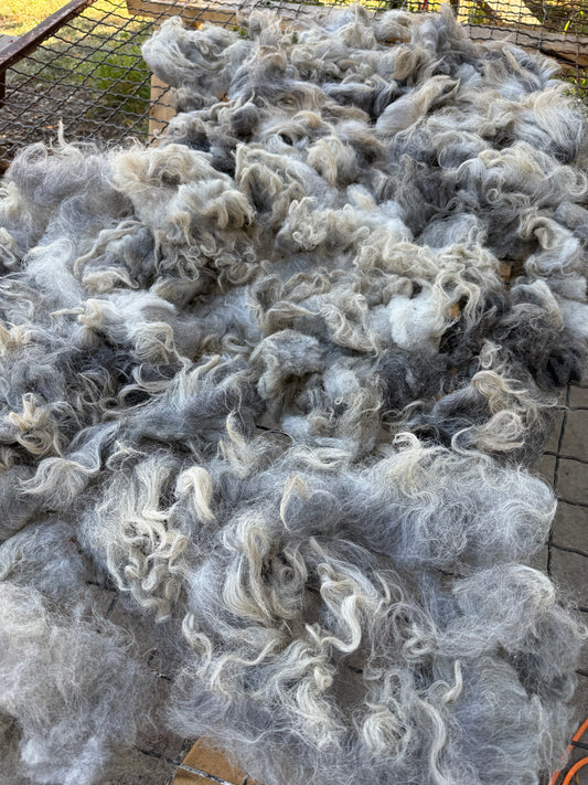 Navajo Churro Fleece - Rowan
