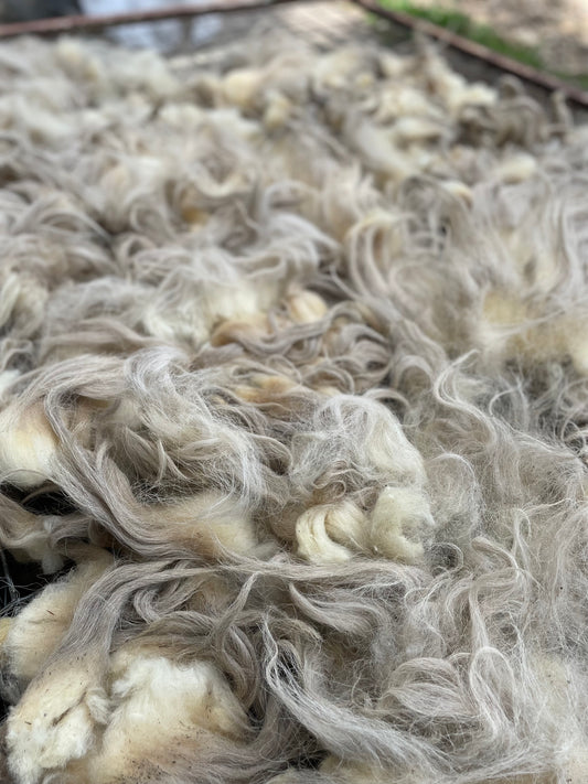 Navajo Churro Fleece - Snow