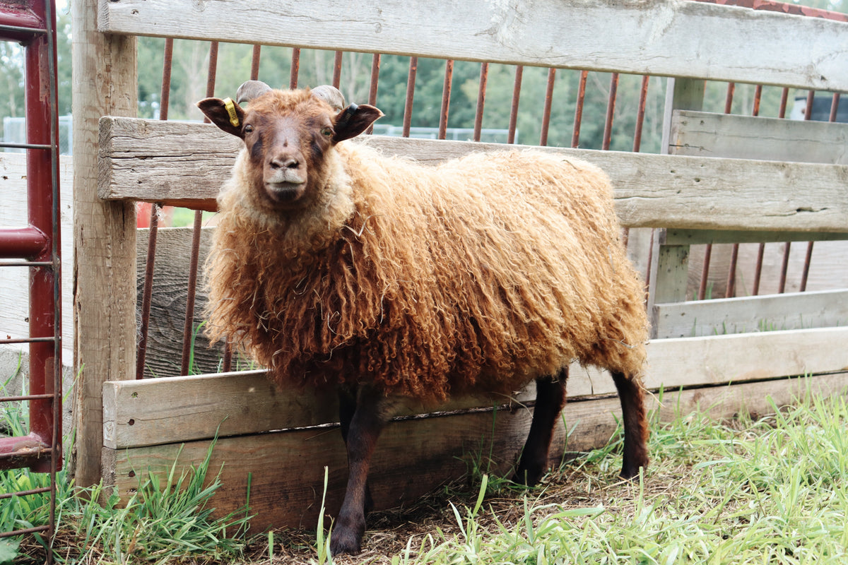 SponsorSHEEP 2026-2027