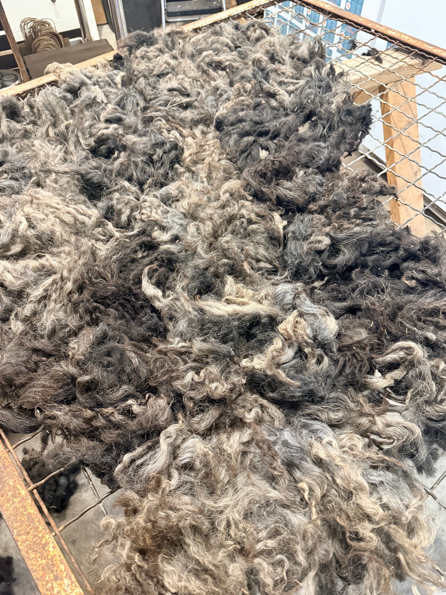 Icelandic x Navajo Churro Lamb Fall 2025 Fleece - “Romeo”