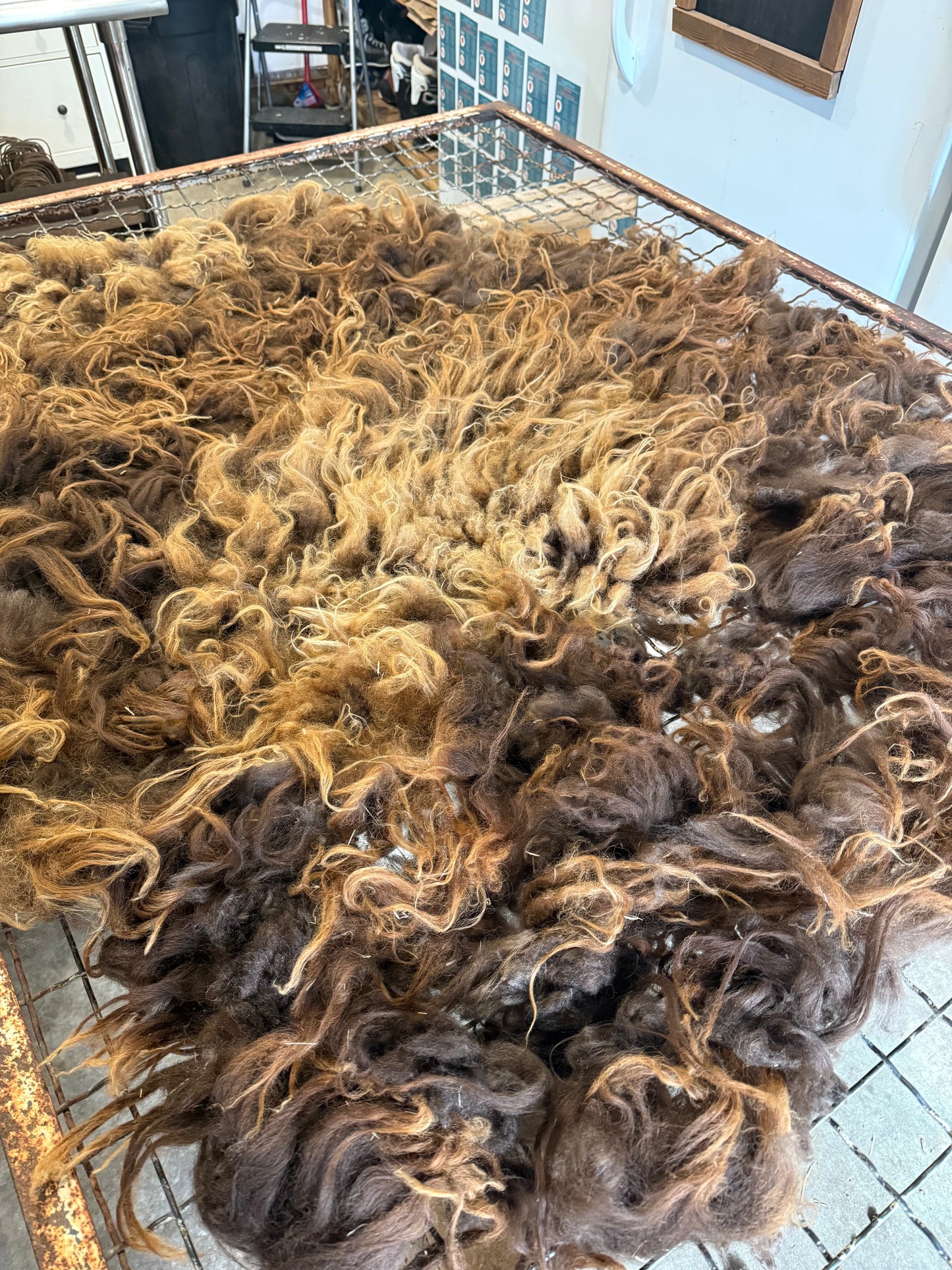 Icelandic Fall 2025 Lamb Fleece - “Nella”