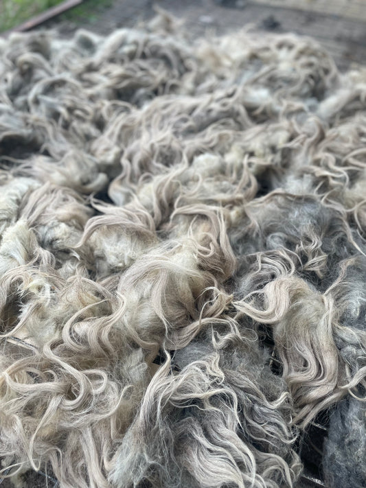 Navajo Churro Fleece - Rosie