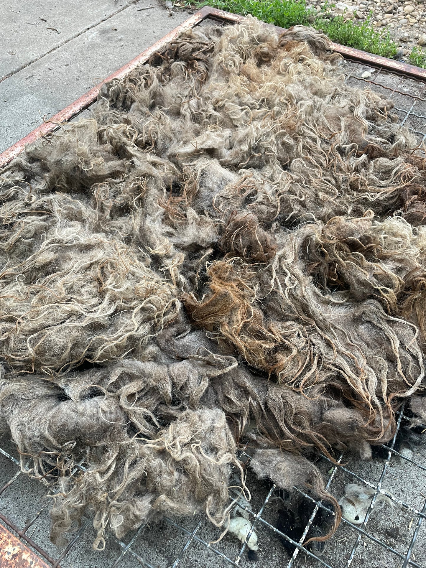 Icelandic Fleece - Annie