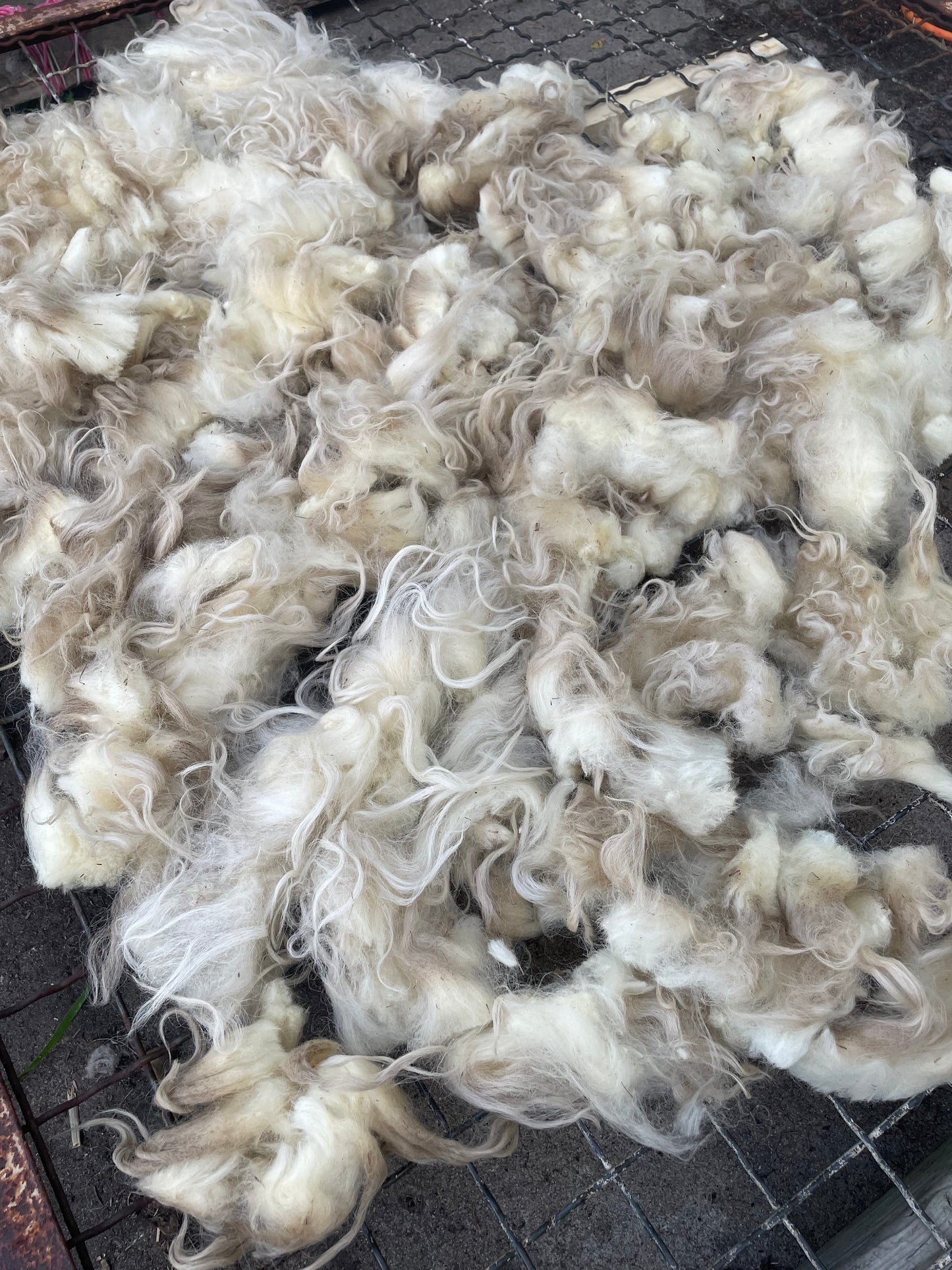 Navajo Churro Fleece - Archer