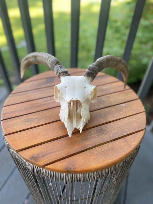 Icelandic Skull “Olive”