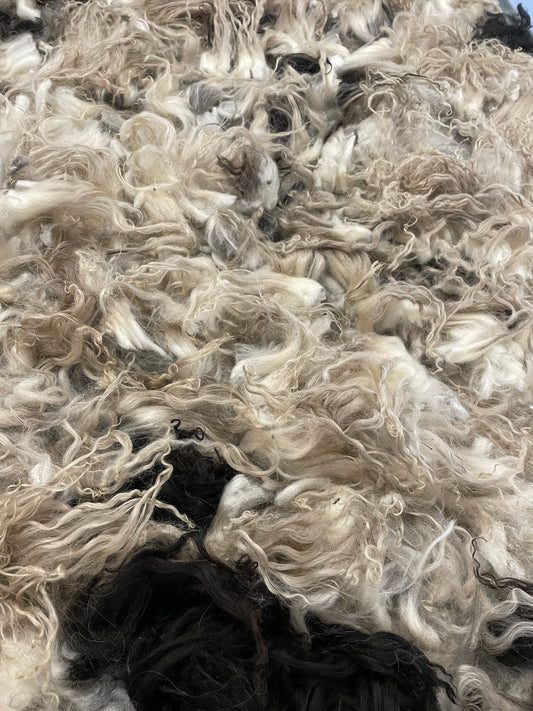 Icelandic Lamb - Gwen’s Ewe