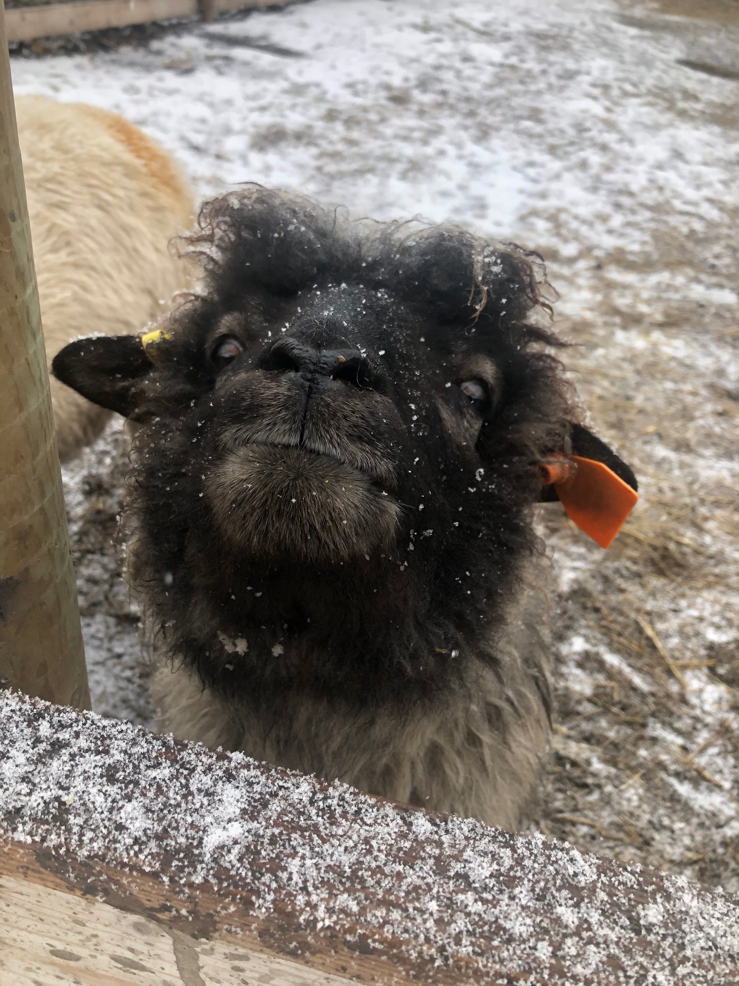 Navajo Churro Fleece - Honey