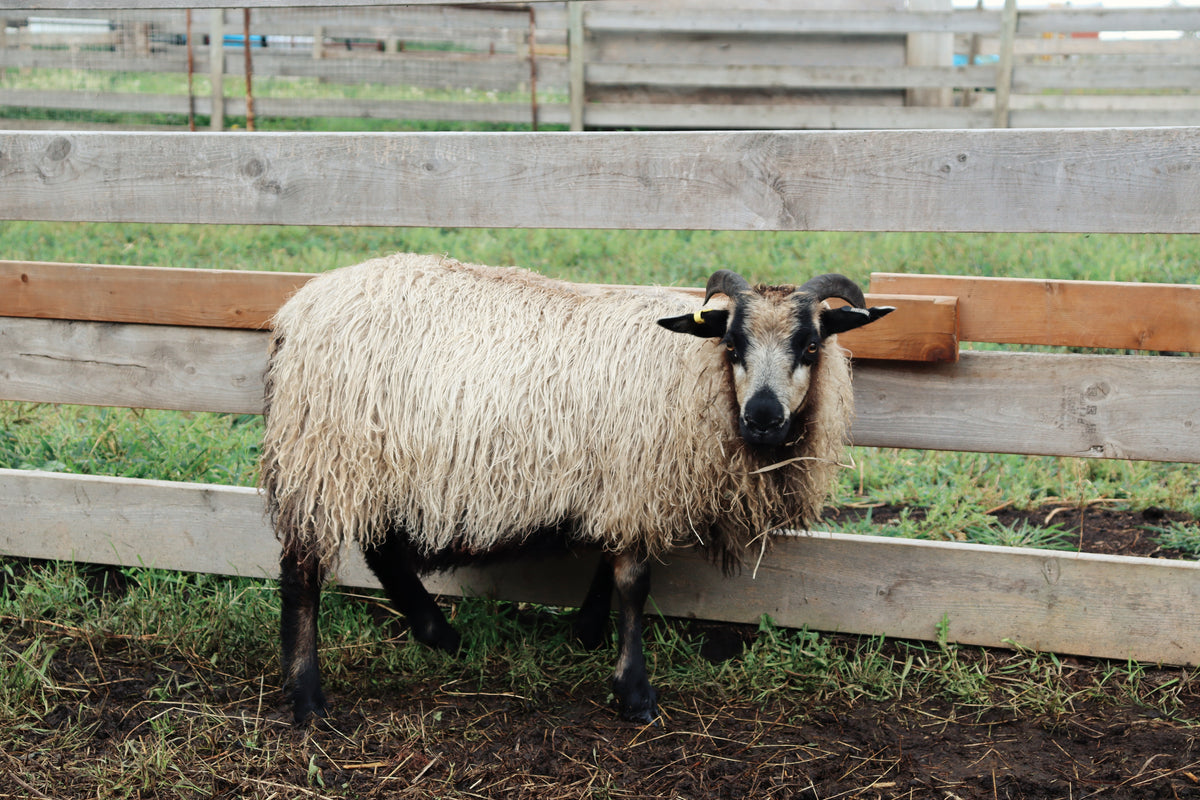 SponsorSHEEP 2026-2027