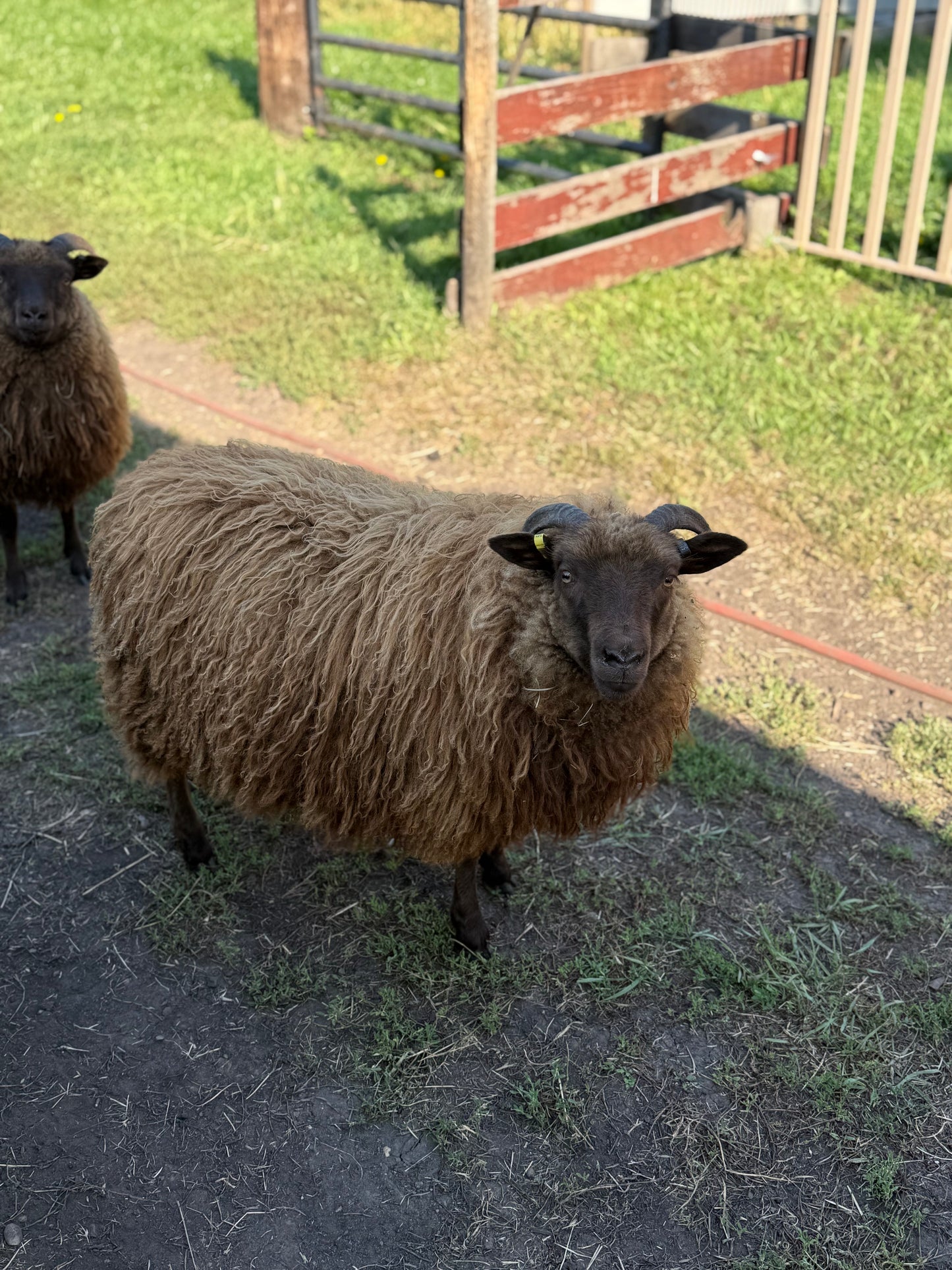 Lamb Reservations 2026