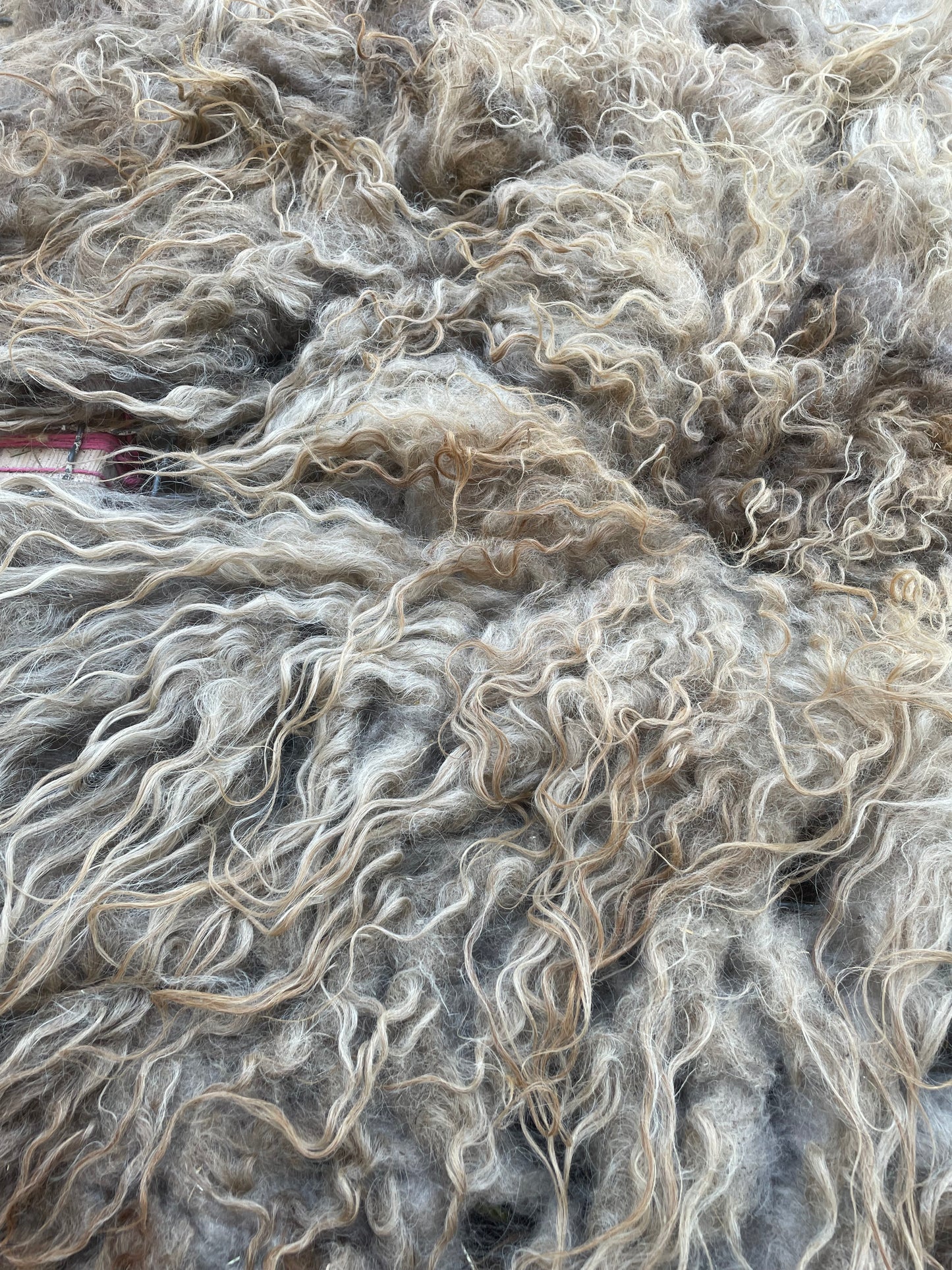 Icelandic Fleece - Annie