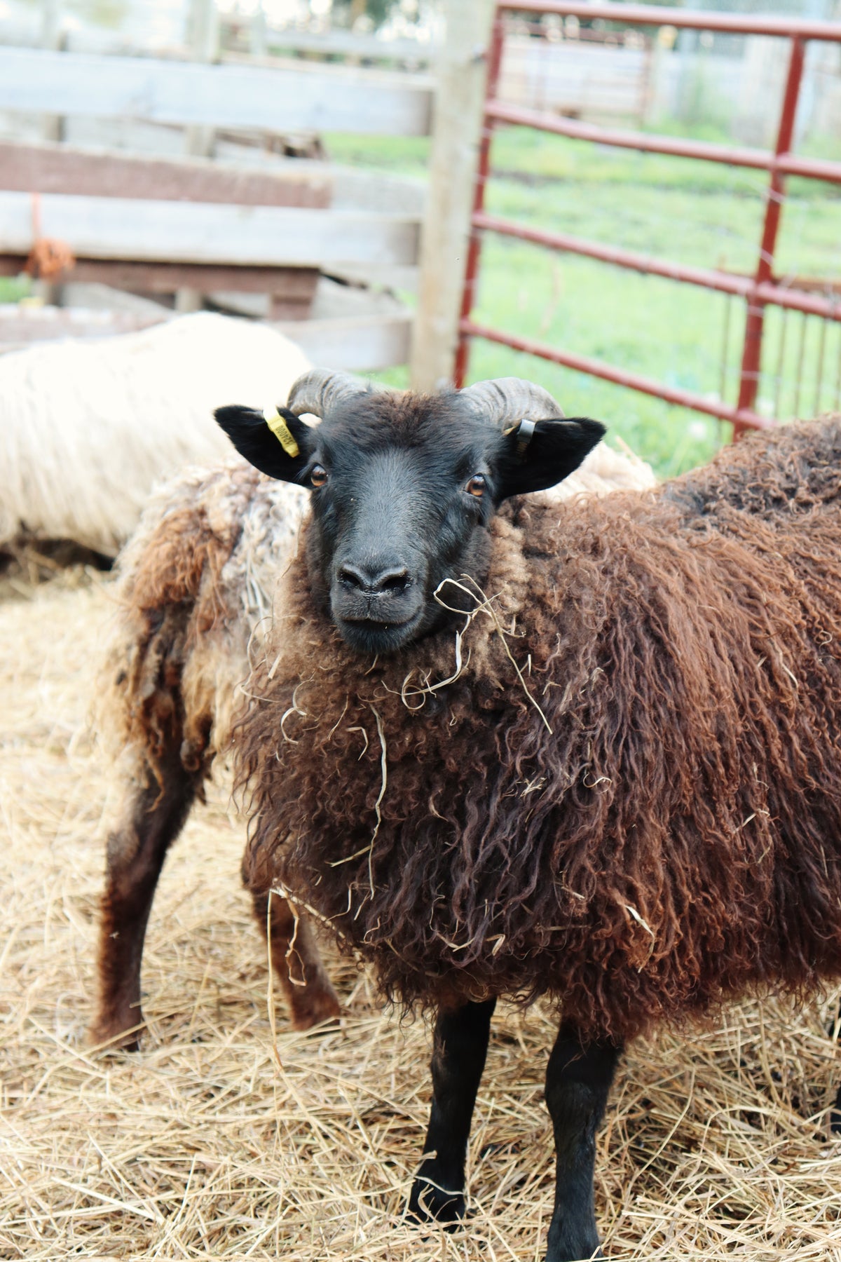 SponsorSHEEP 2026-2027