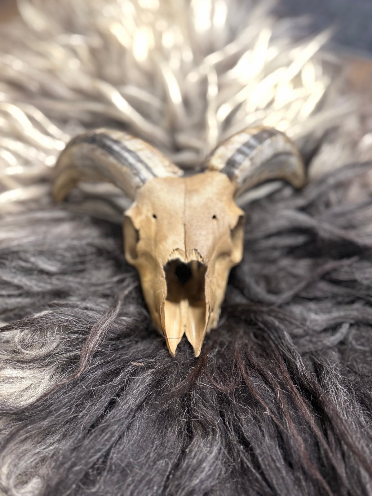 Icelandic Lamb Skull