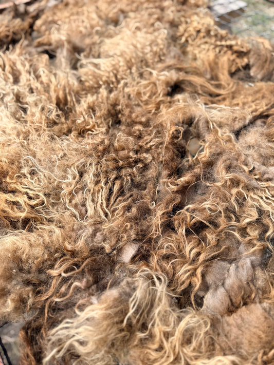 Spring 26’ Icelandic Fleece - “Greta”