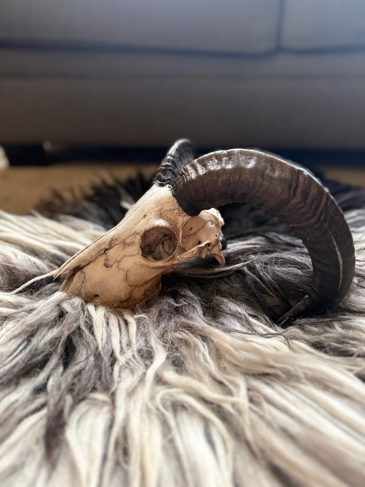 Icelandic Skull - “Badger”