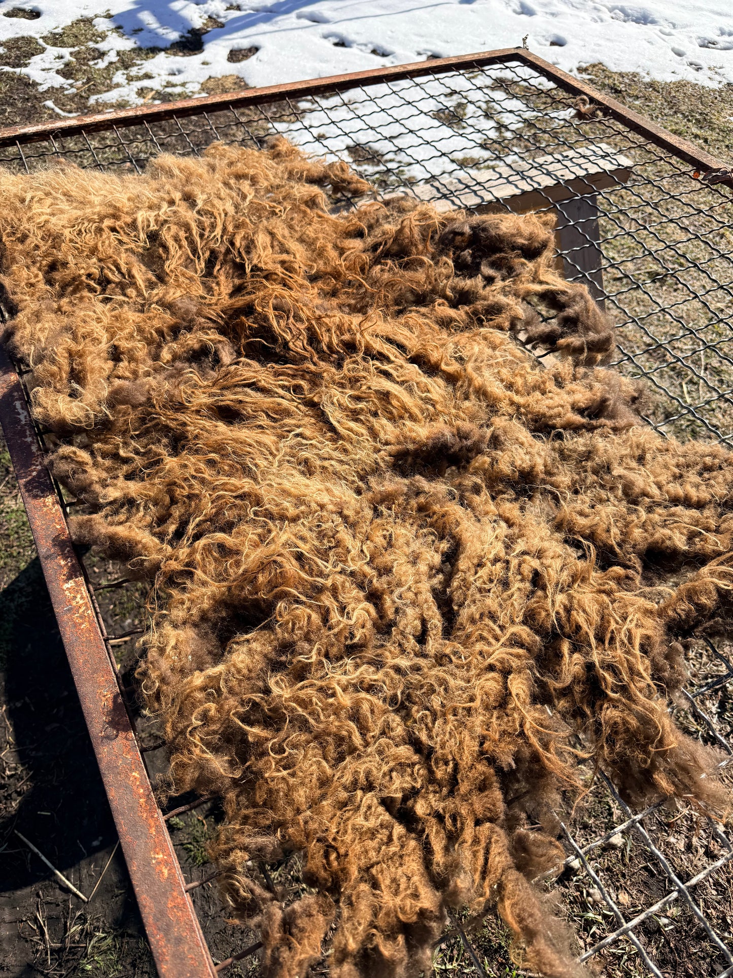 Spring 26’ Icelandic Fleece - “Faida”