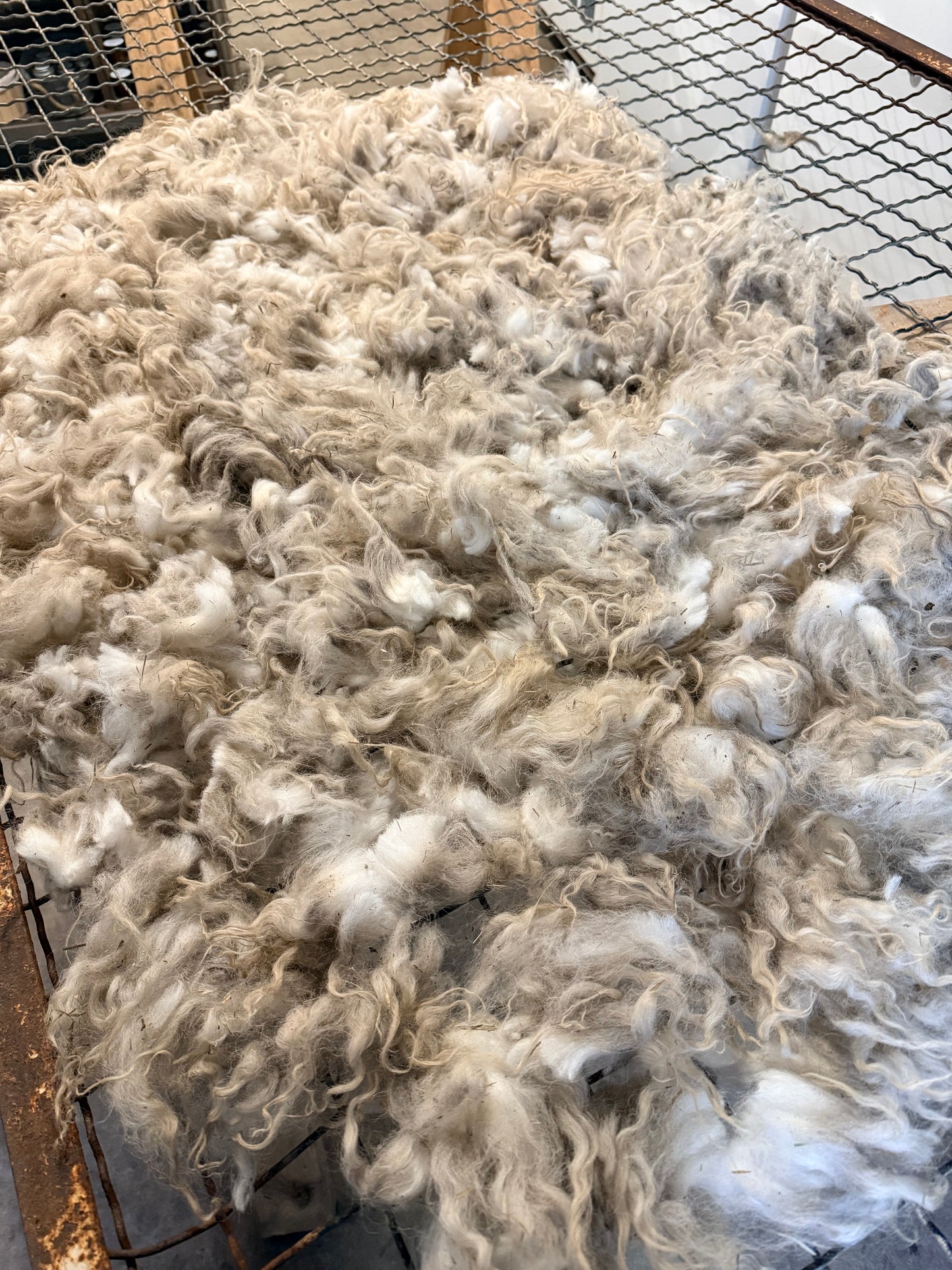 Icelandic x Navajo Churro Lamb Fall 2025 Fleece - “Ian”