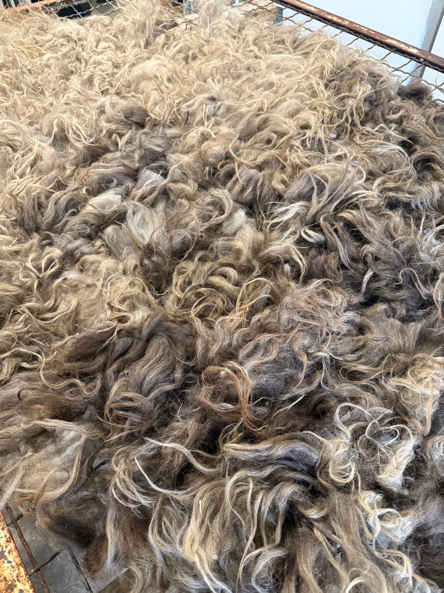 Icelandic Fall 2025 Fleece - “Annie”