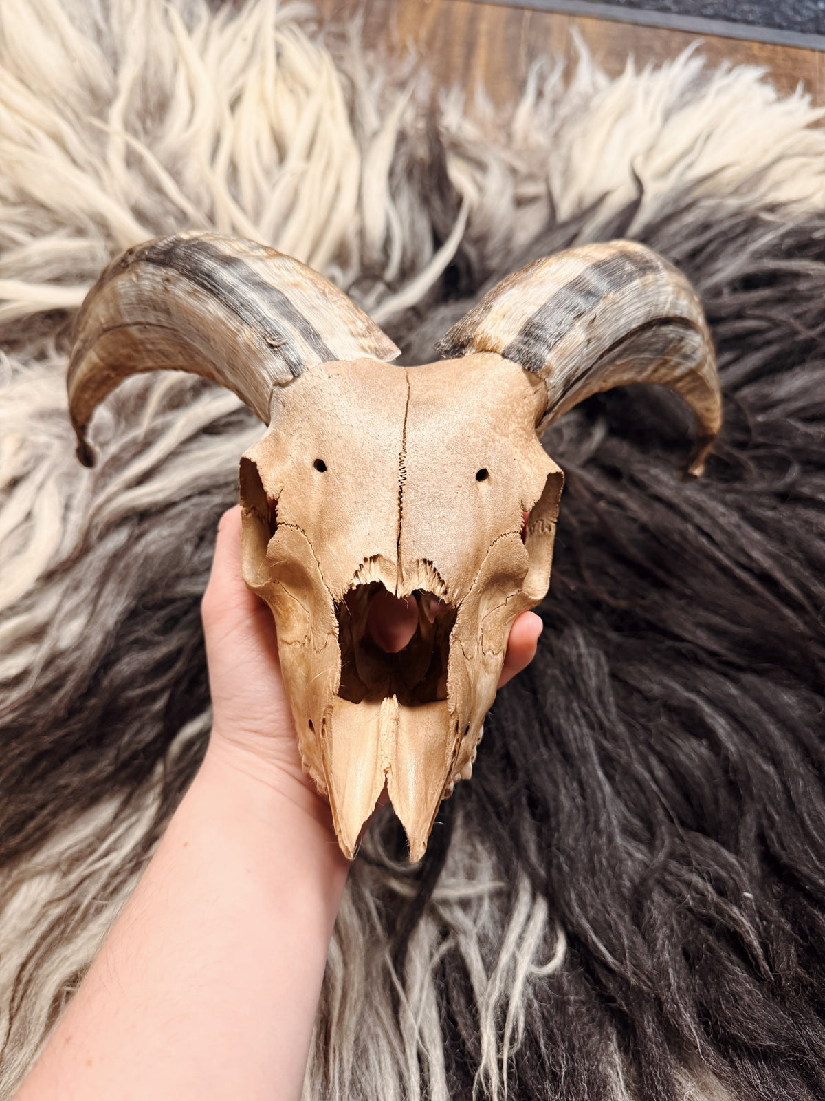 Icelandic Lamb Skull