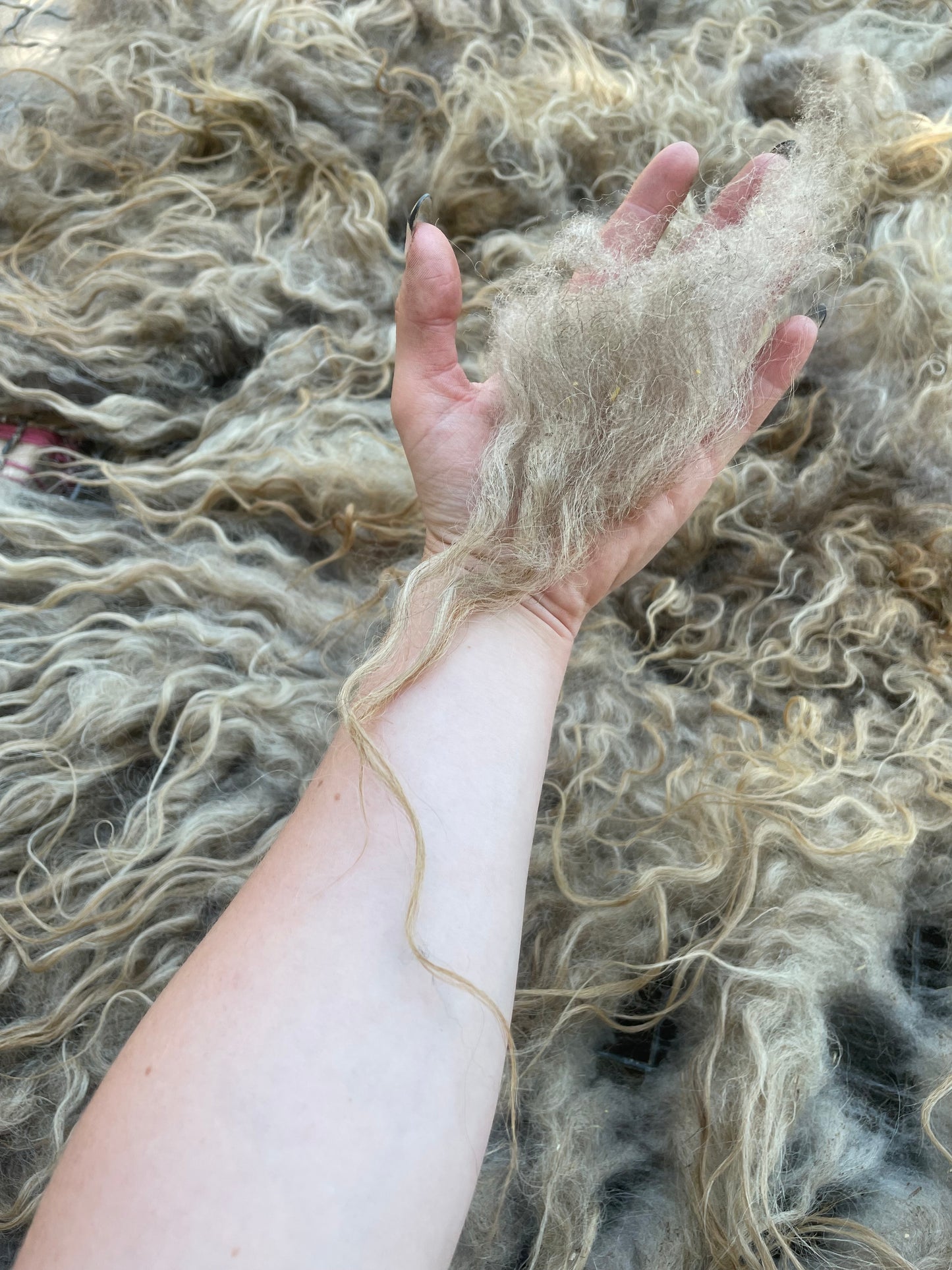 Icelandic Fleece - Annie