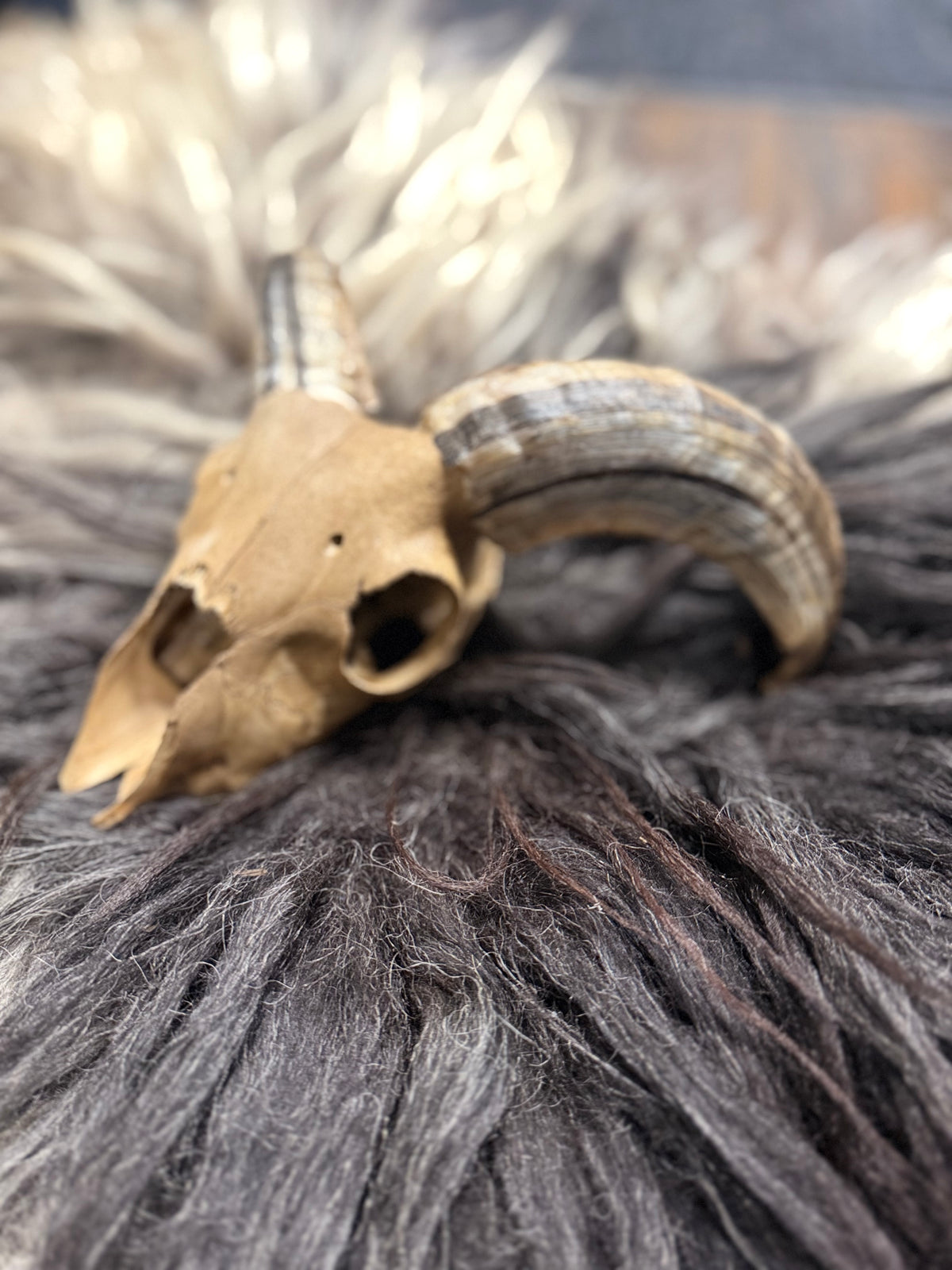 Icelandic Lamb Skull
