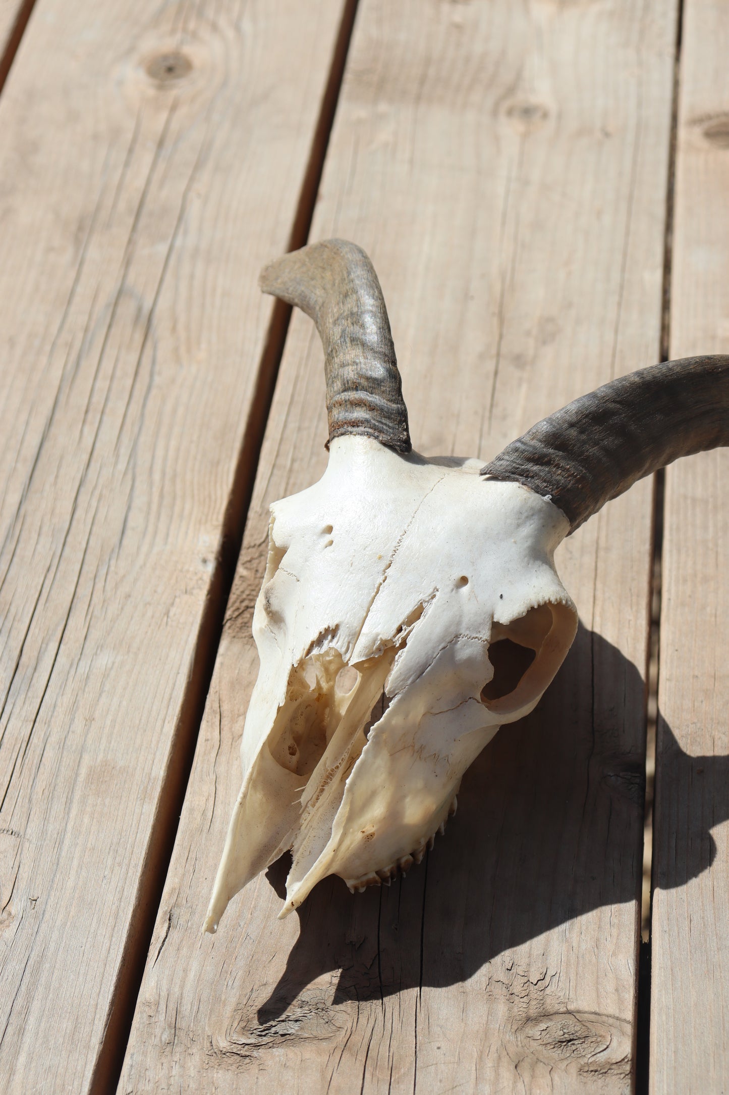 Icelandic Skull - Helga