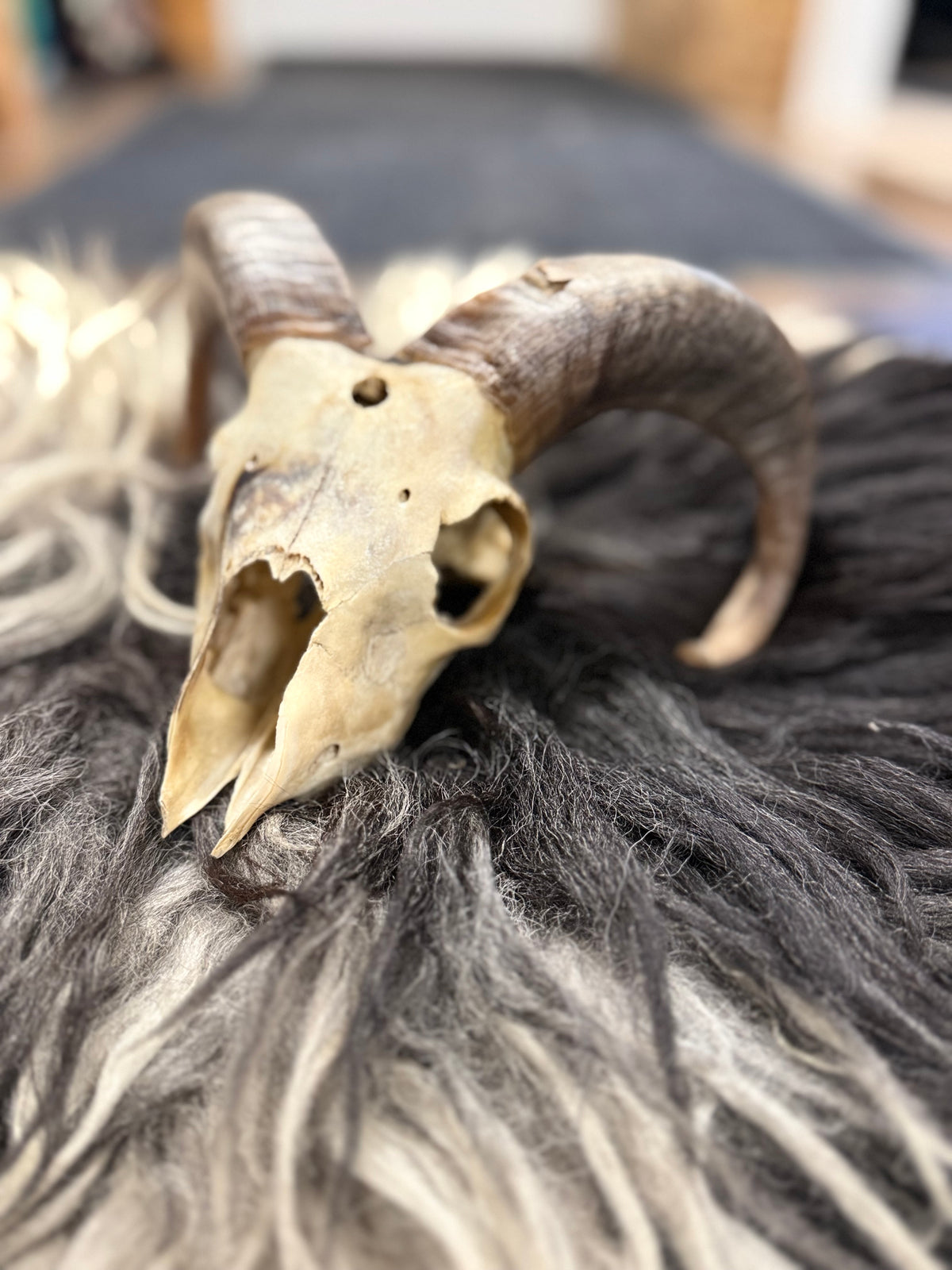 Icelandic Lamb Skull