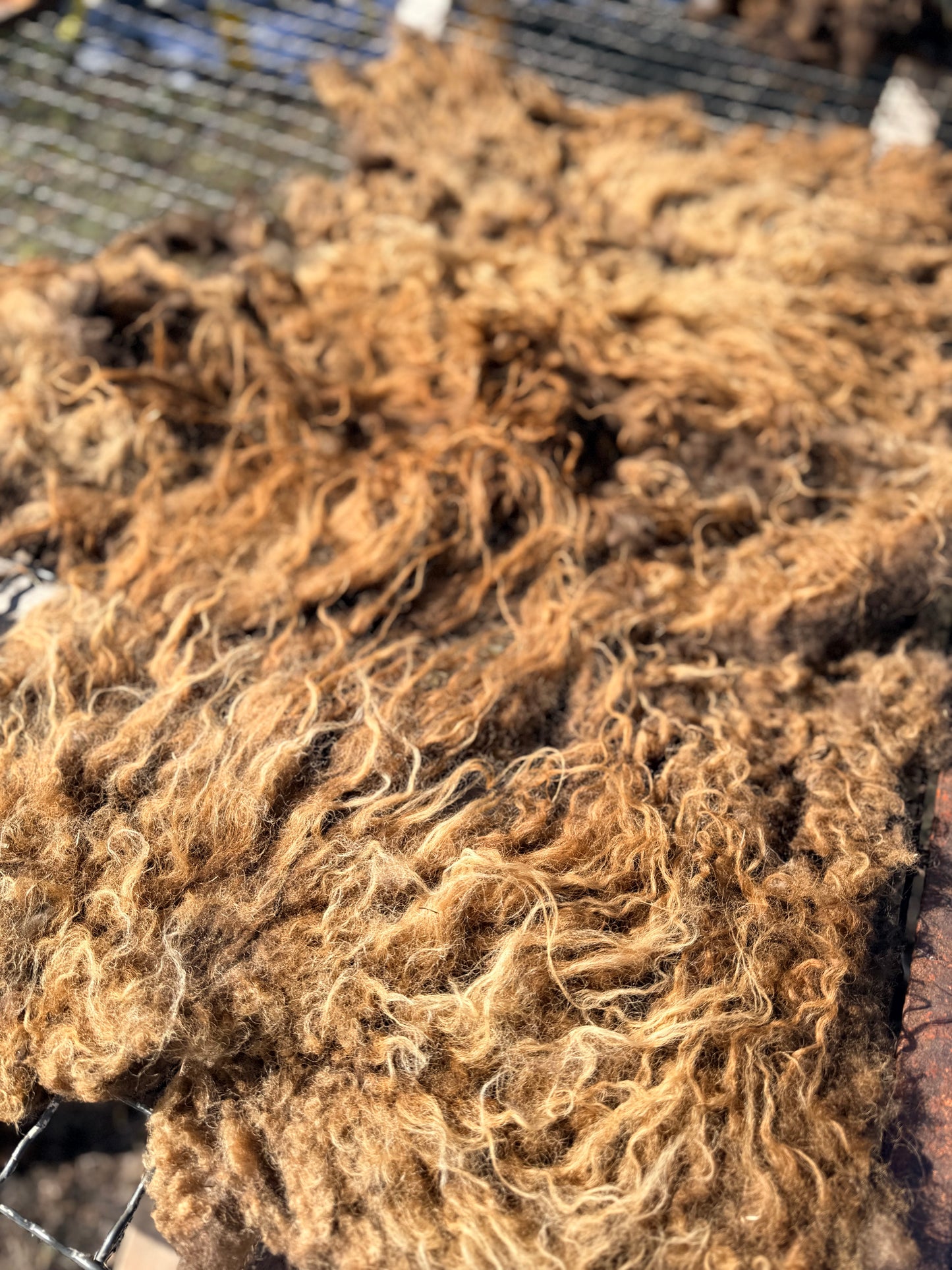 Spring 26’ Icelandic Fleece - “Faida”
