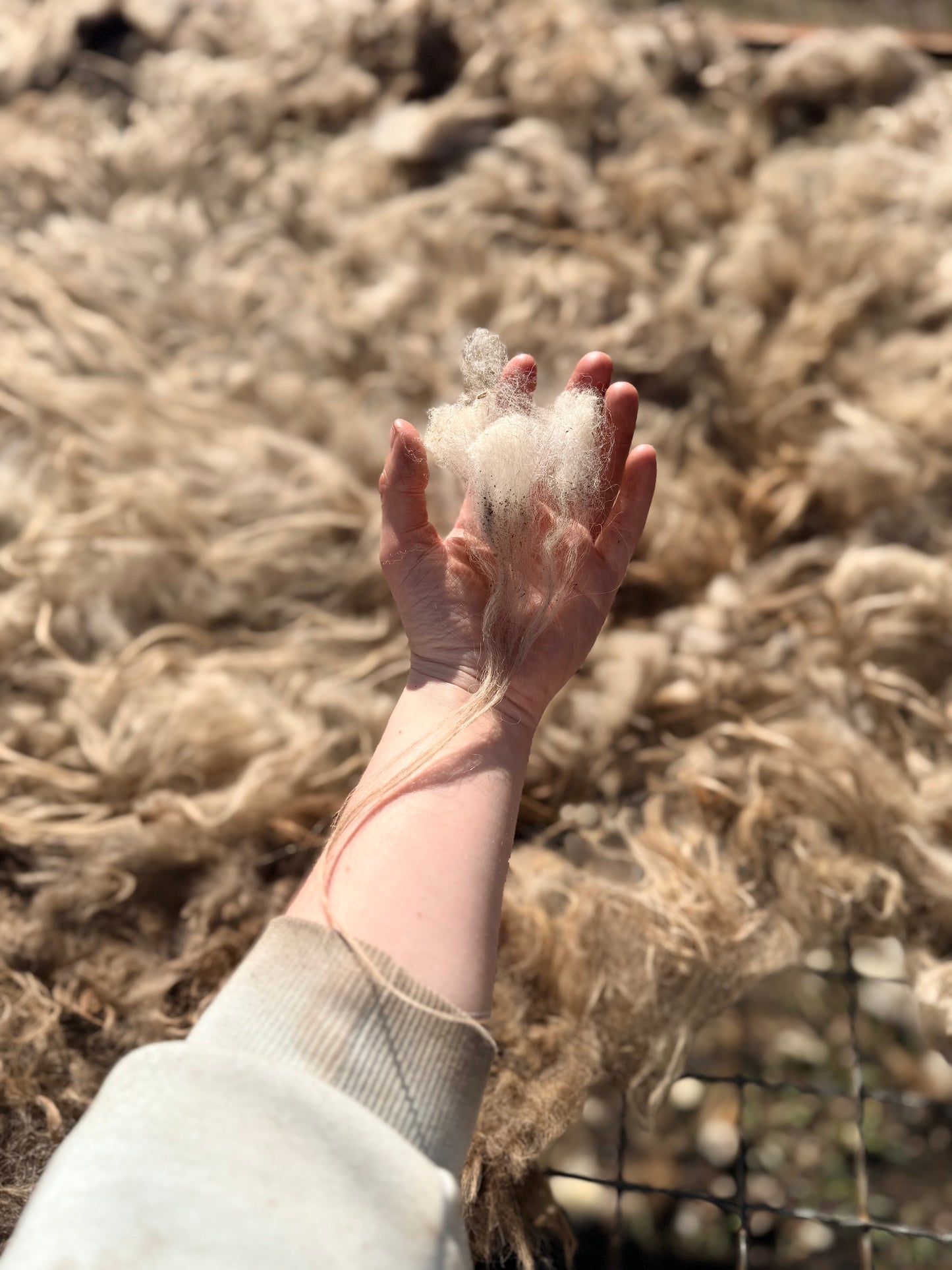 Spring 26’ Icelandic Fleece - “Annie”
