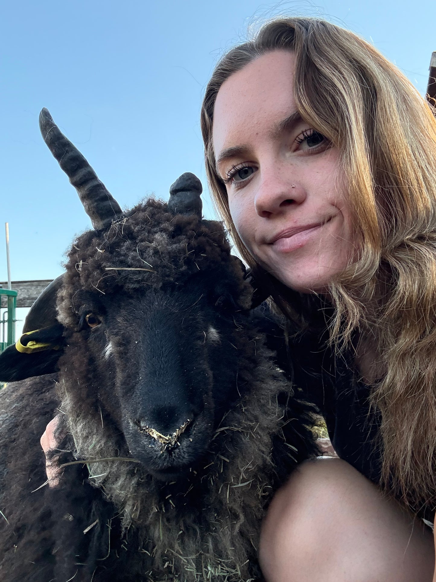 Icelandic x Navajo Churro Lamb Fall 2025 Fleece - “Romeo”