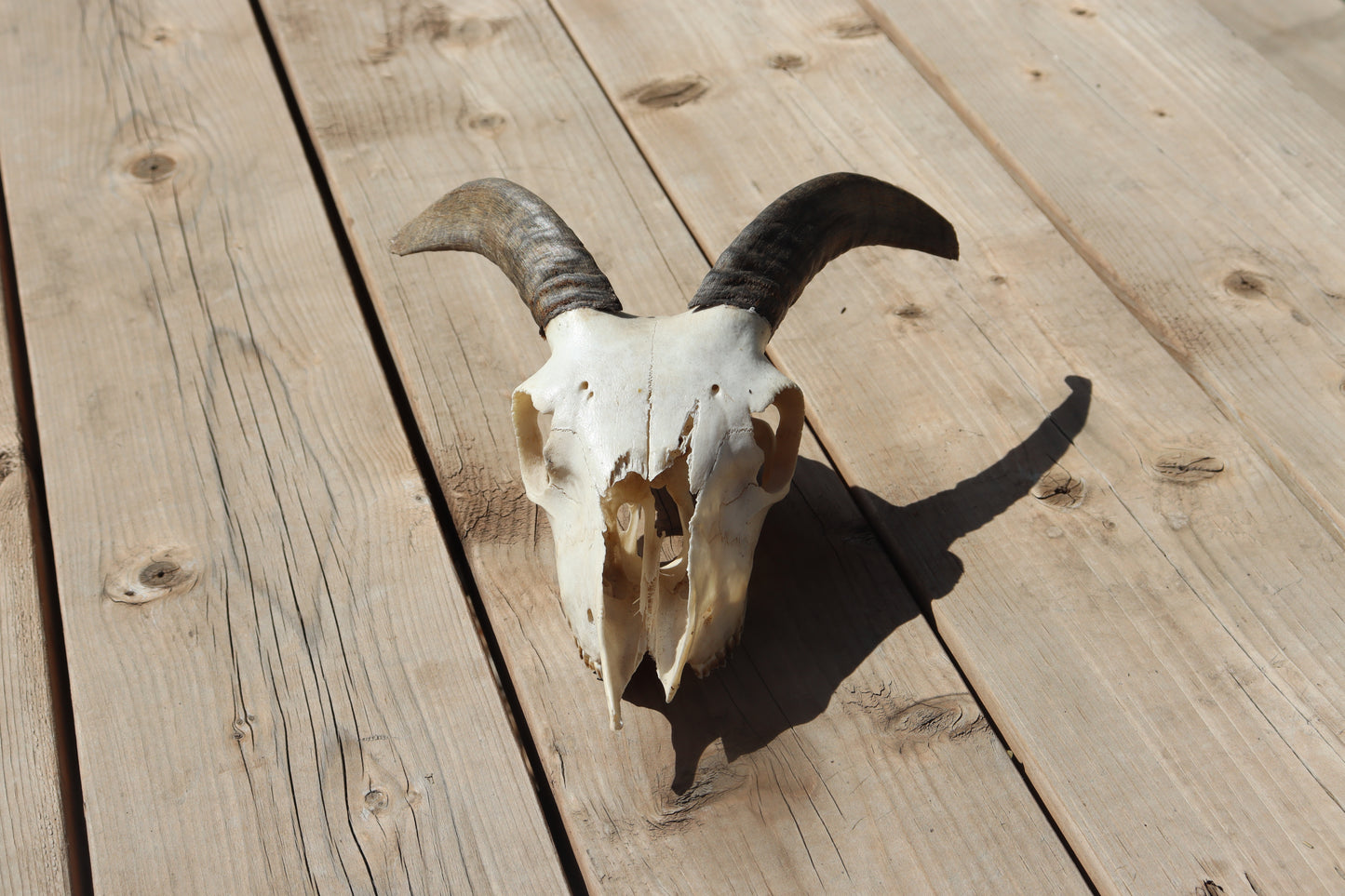 Icelandic Skull - Helga