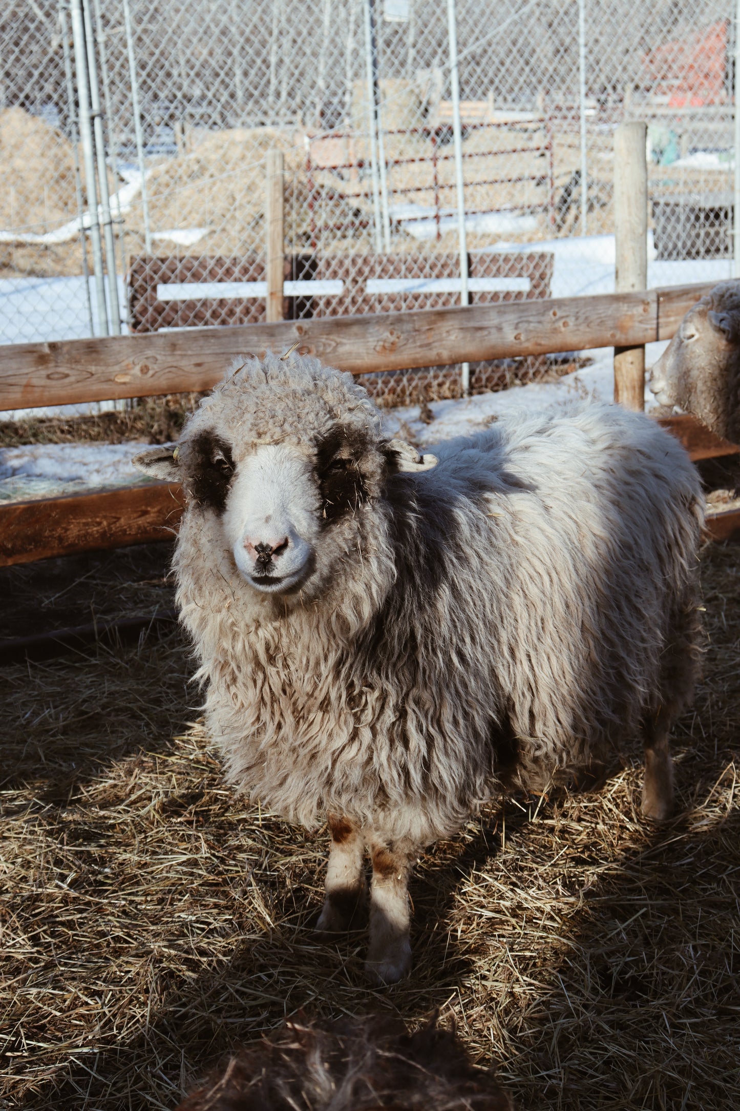 Navajo Churro Ewe - Rosie