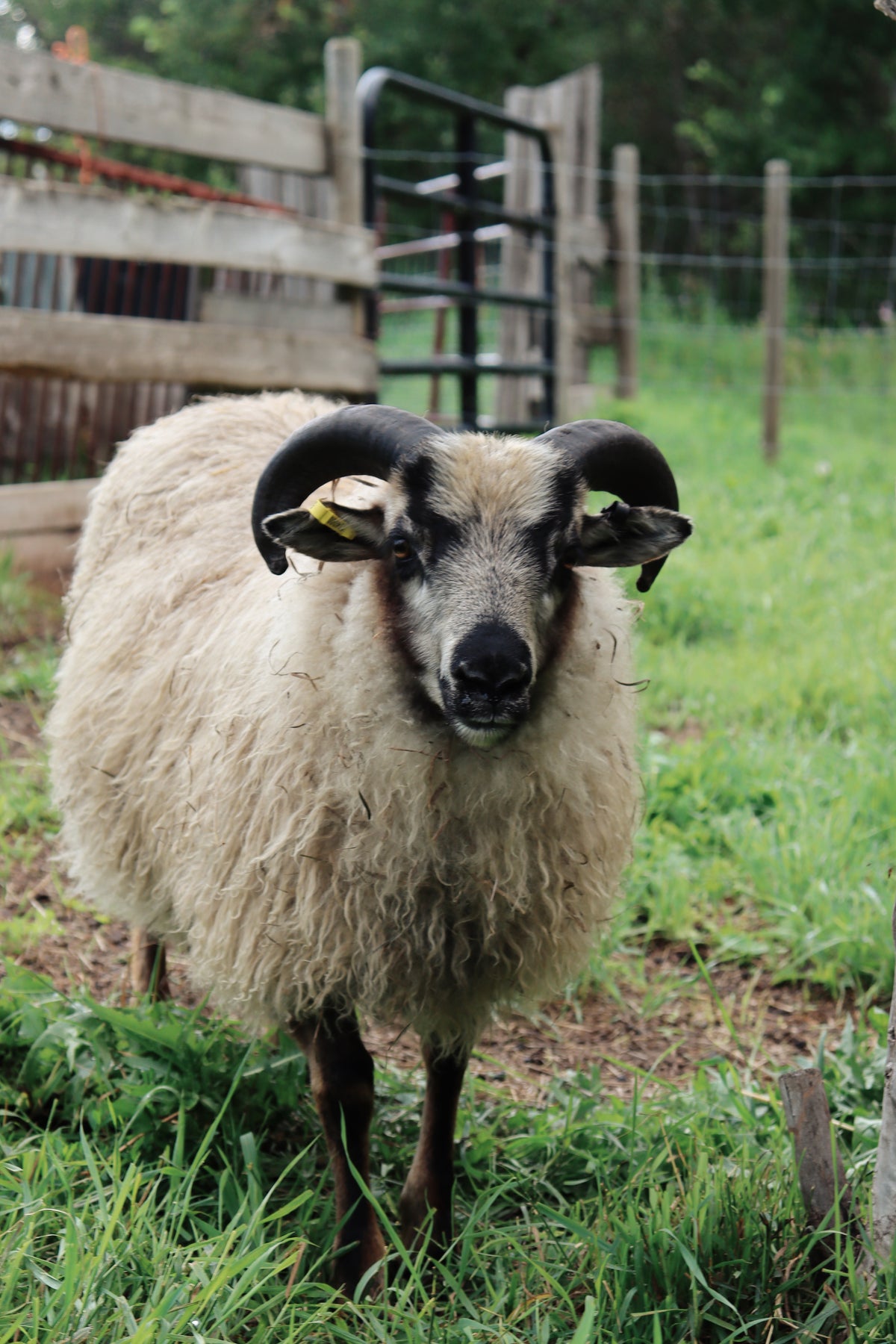 SponsorSHEEP 2026-2027